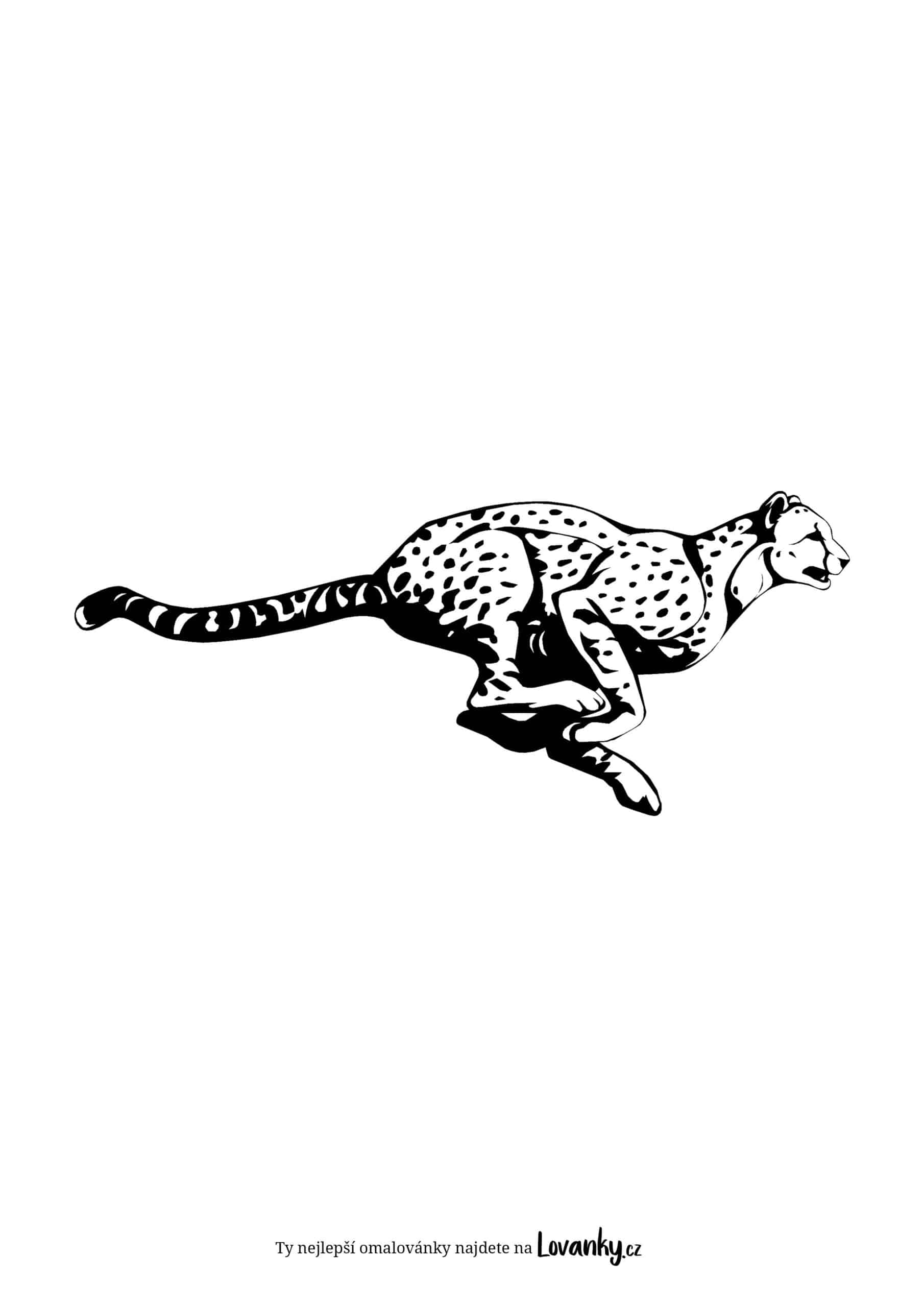 Běžící gepard omalovánky