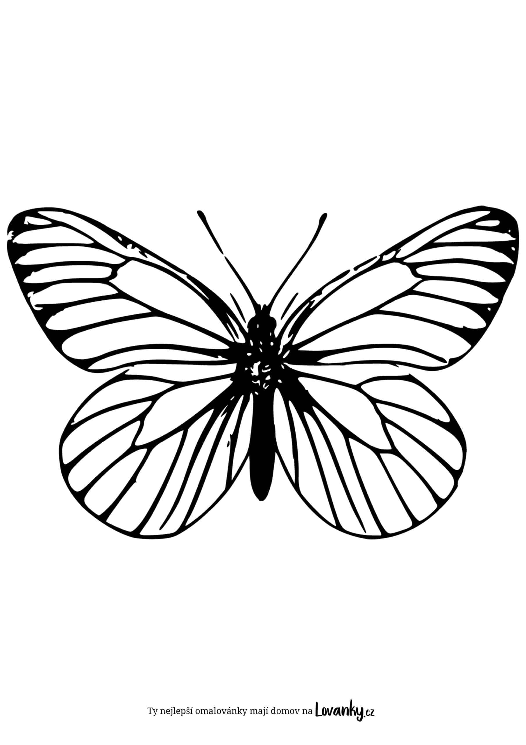Elegantní motýl omalovánky