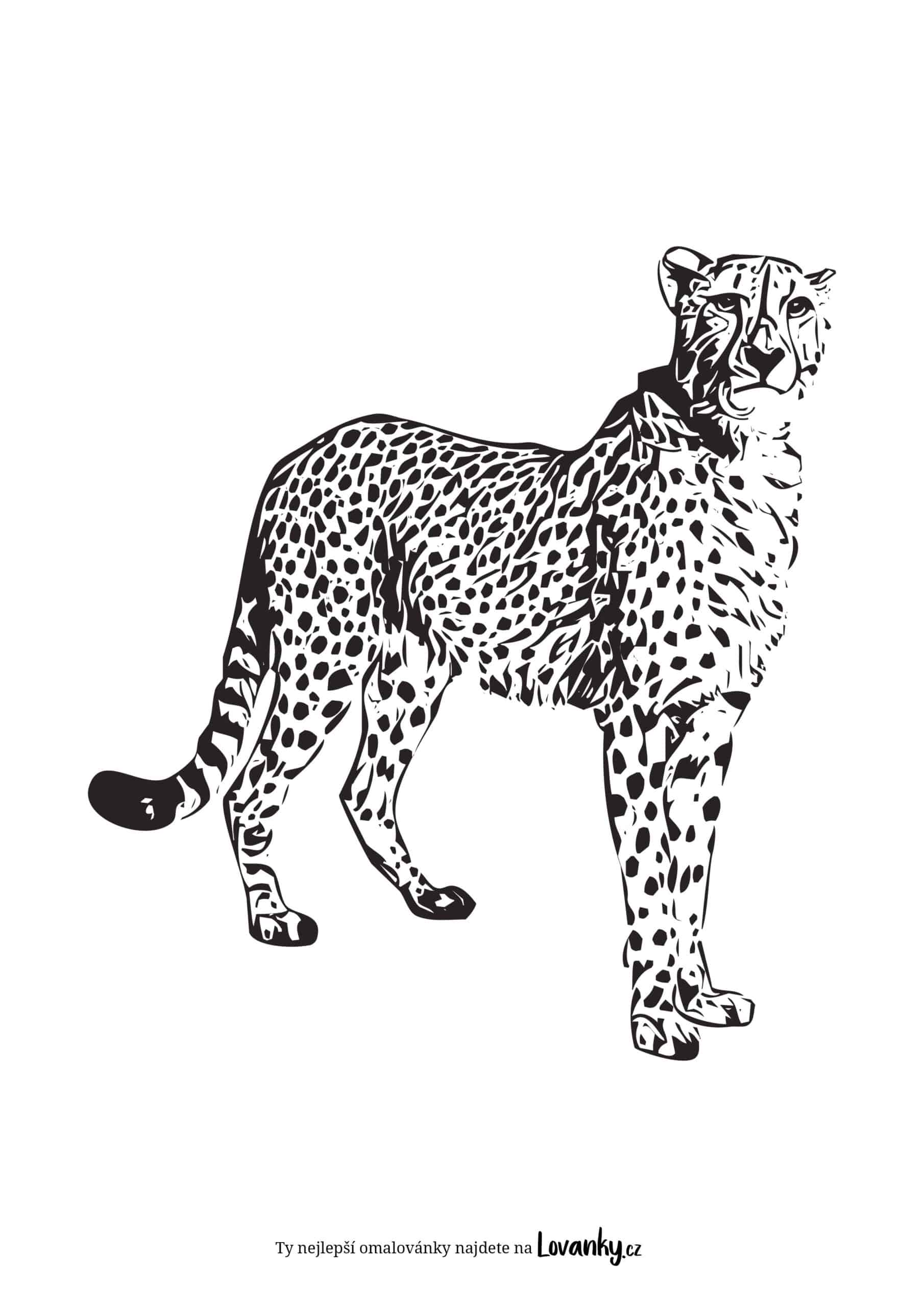 gepard omalovánky