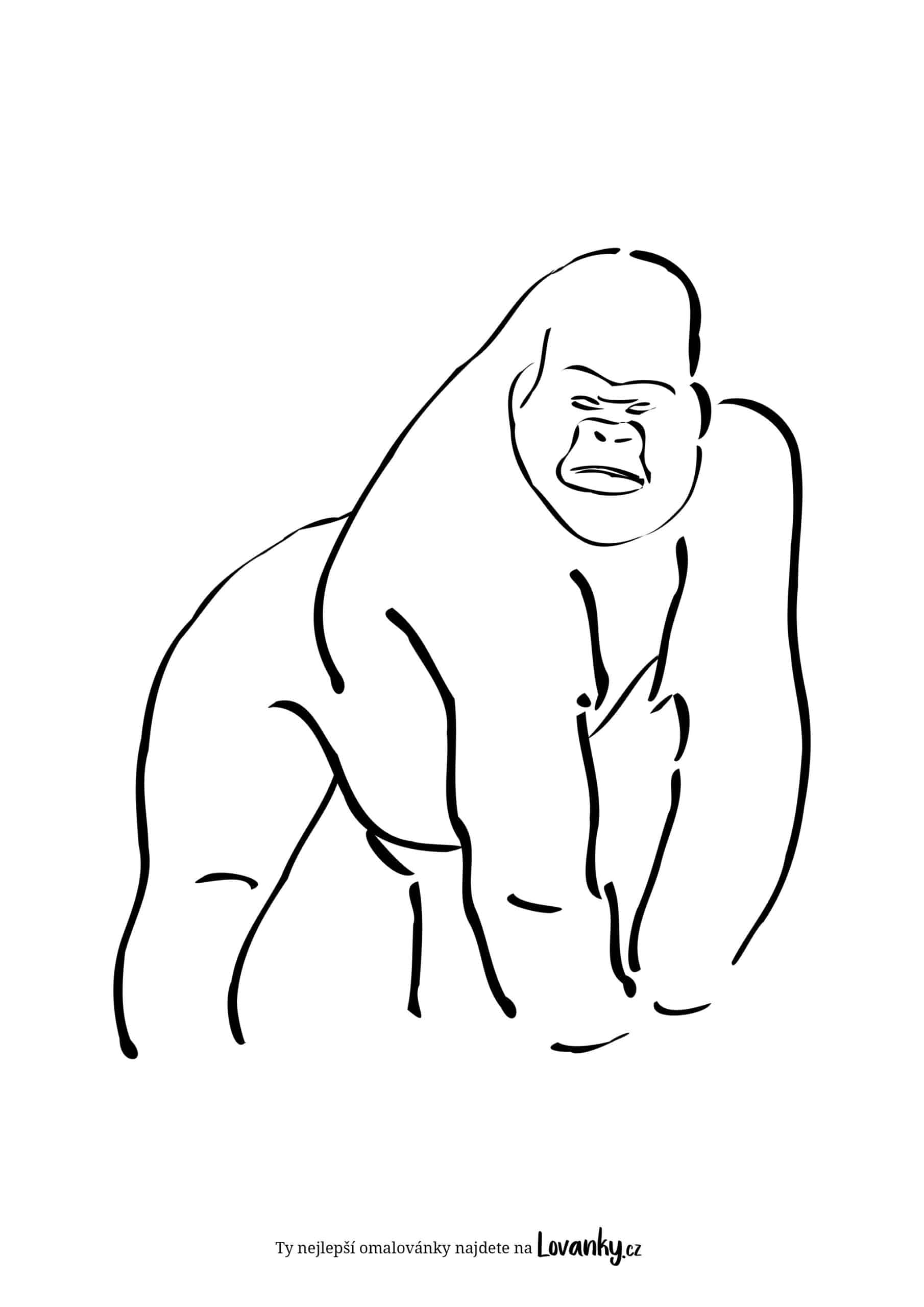 gorila omalovánky