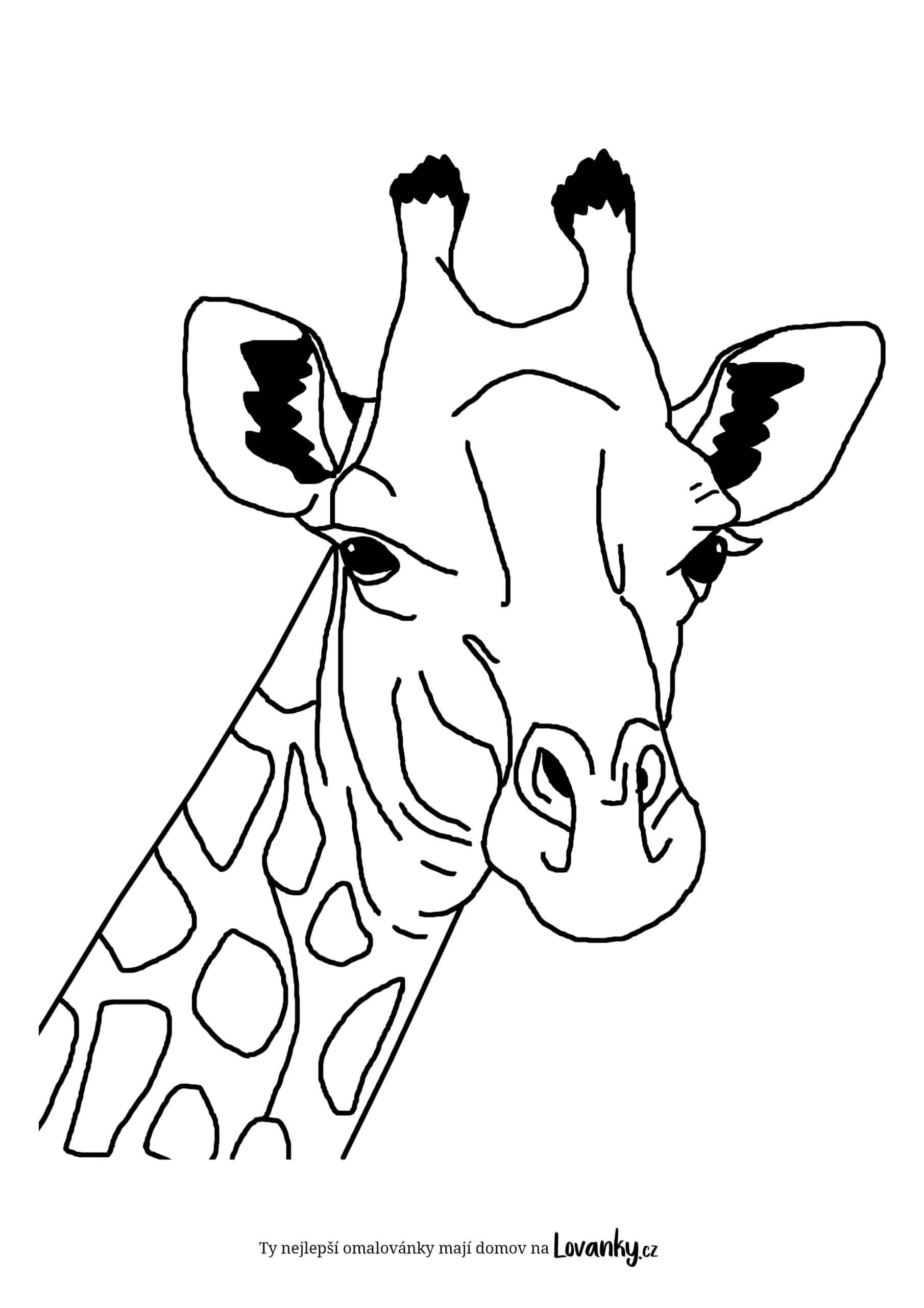 Hlava žirafy omalovánky