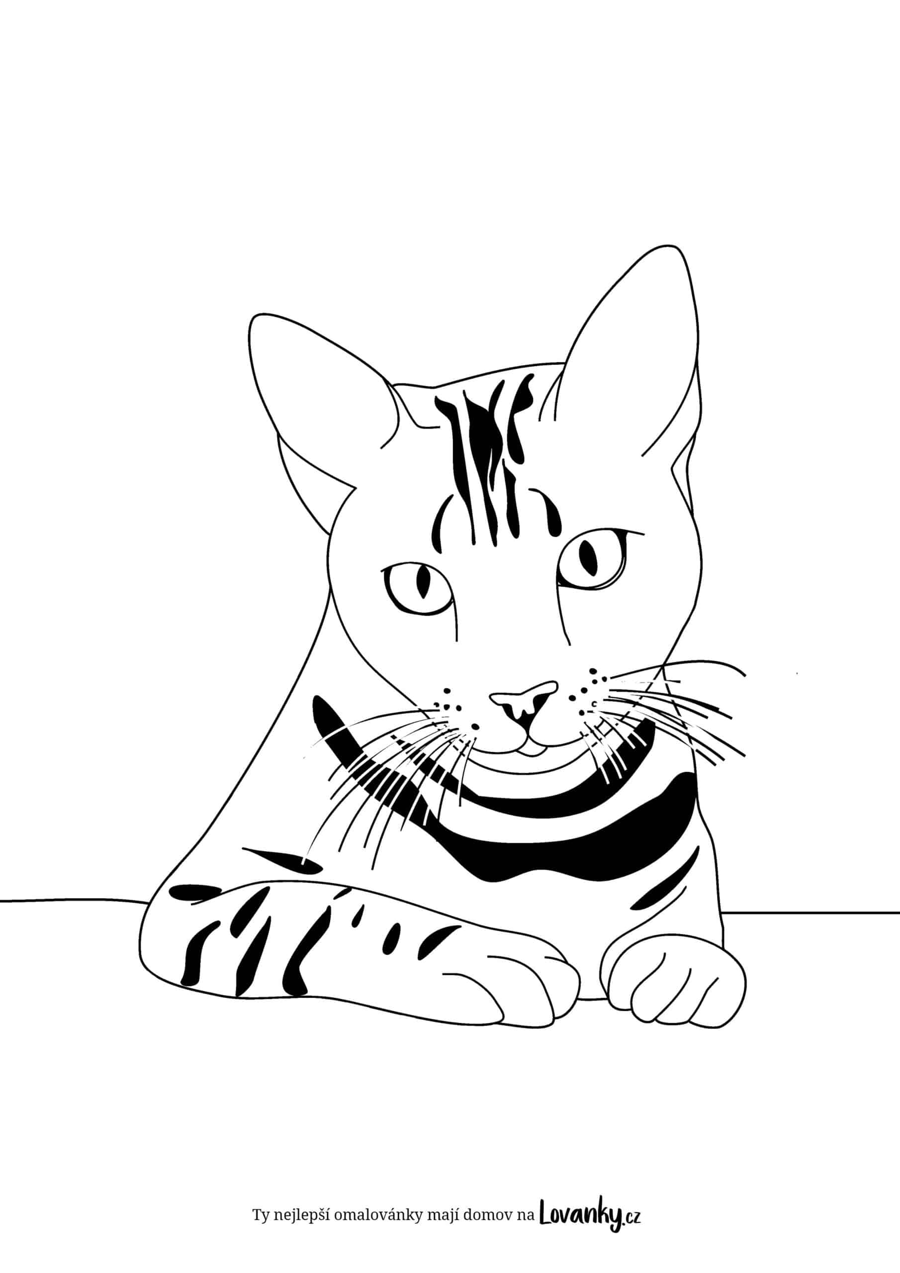 Kočičí portrét omalovánky