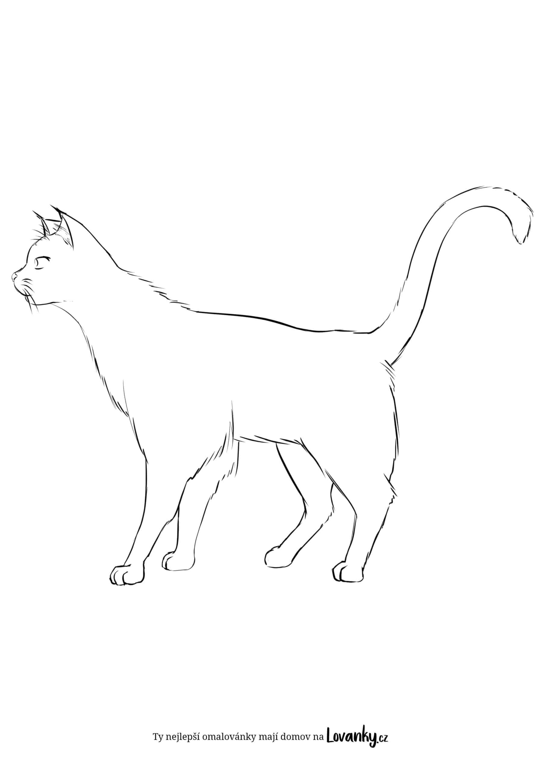 Kočka s ocasem nahoru omalovánky