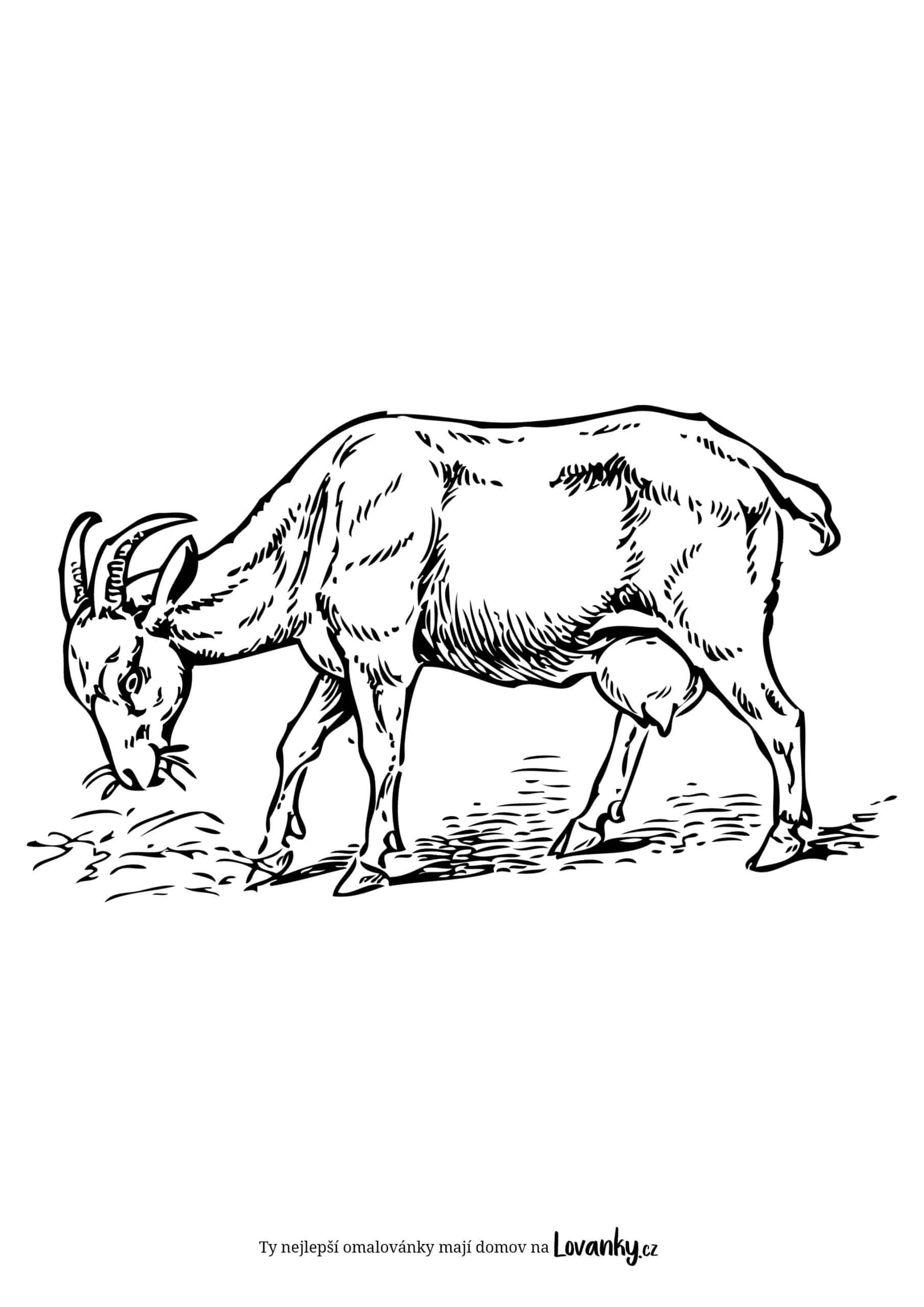 Koza na pasece omalovánky