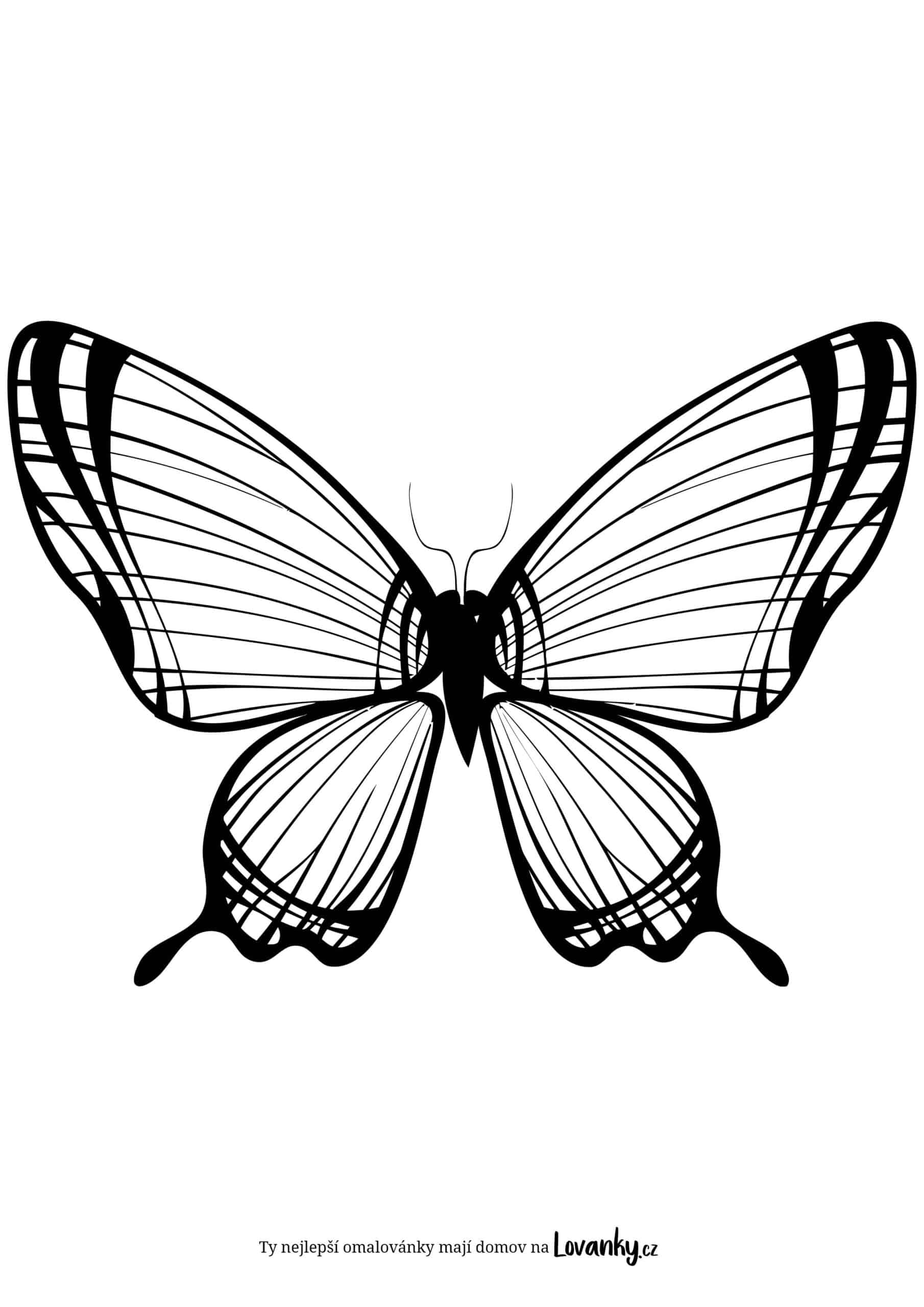 Krásný motýl omalovánky