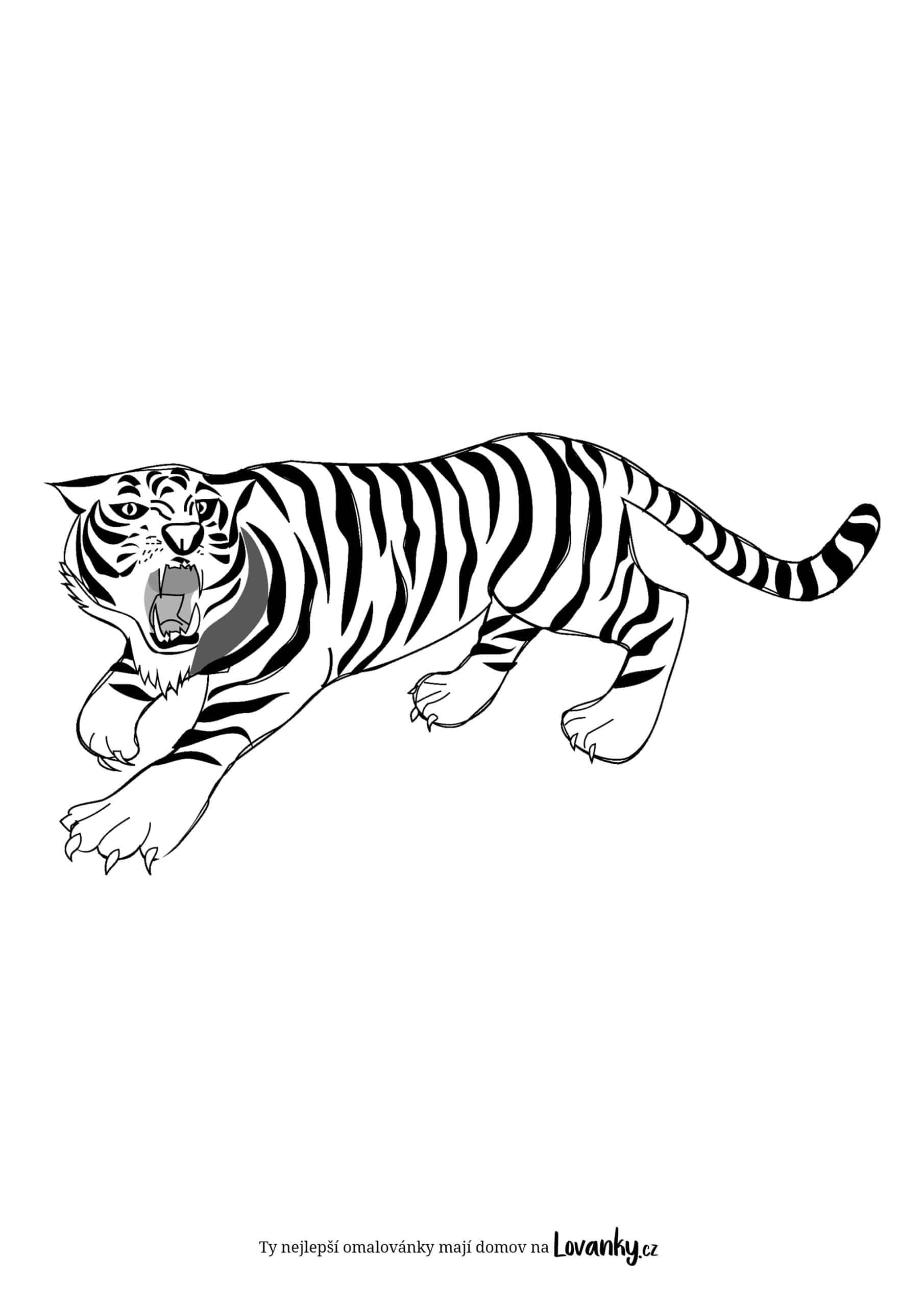 Kroužící tygr omalovánky