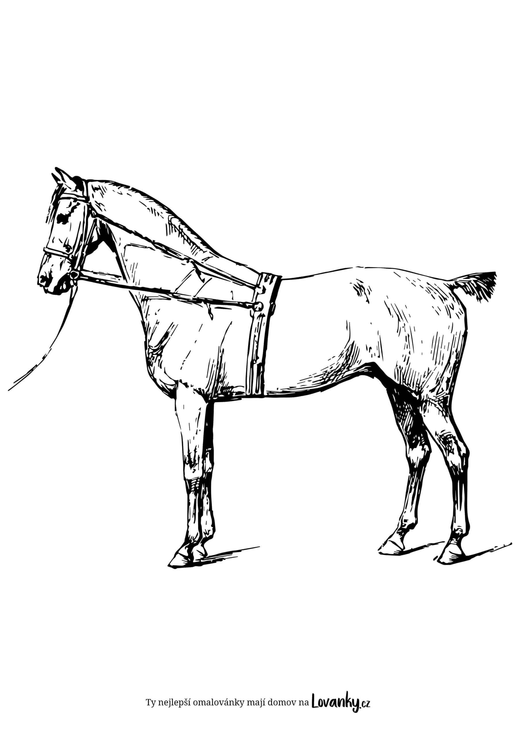 Realistický kůň omalovánky