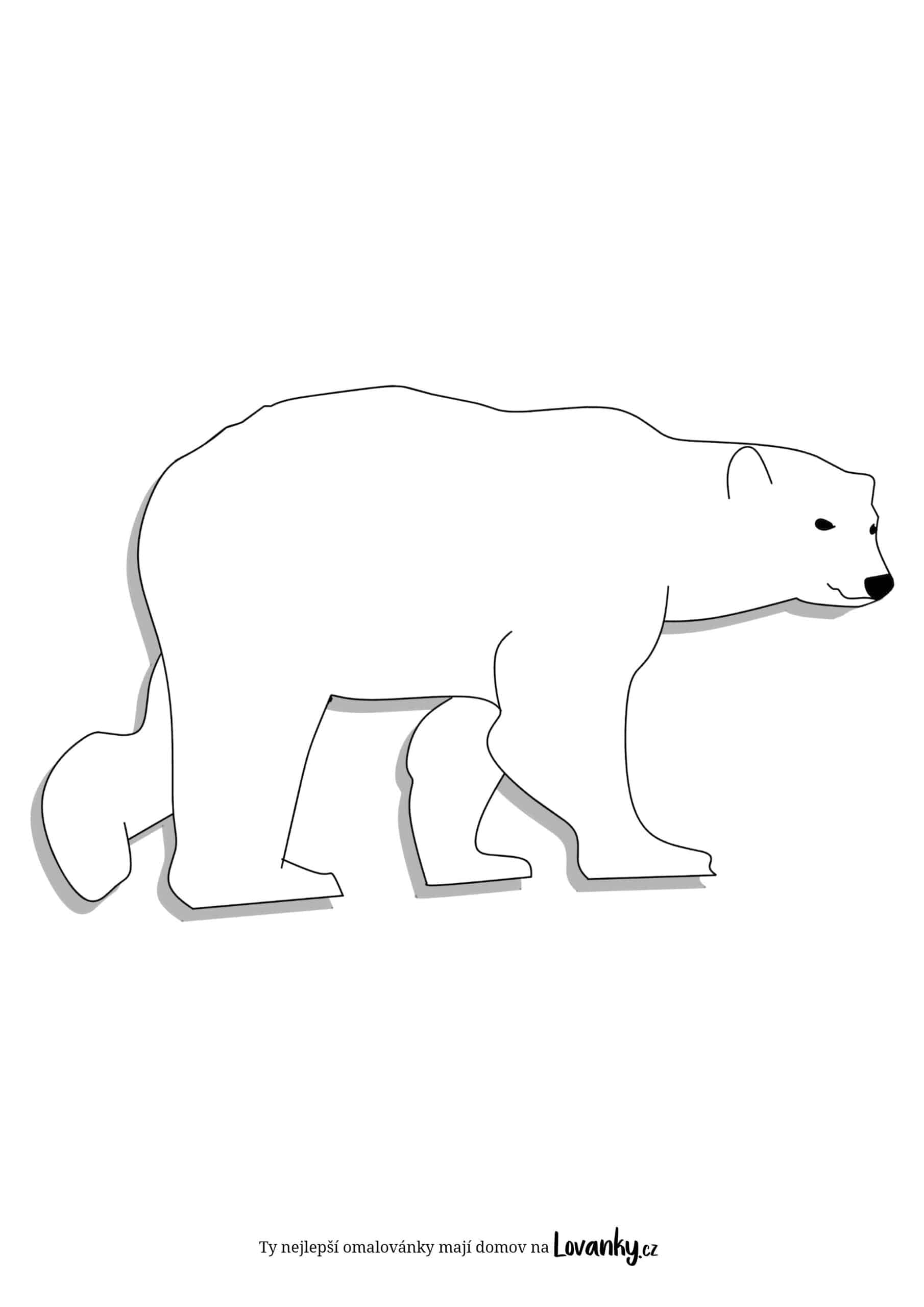 Lední medvěd omalovánky