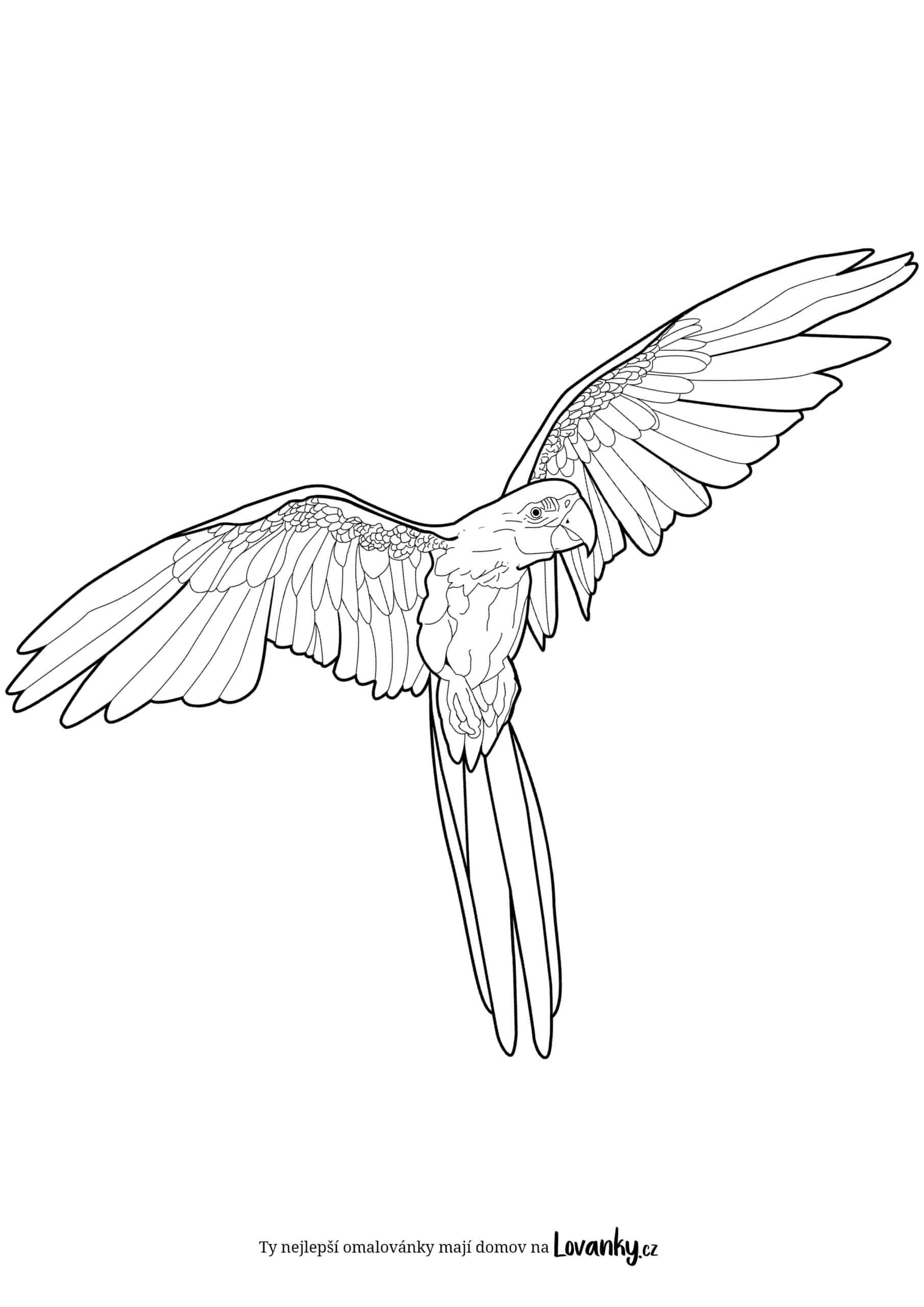 Letící papoušek omalovánky