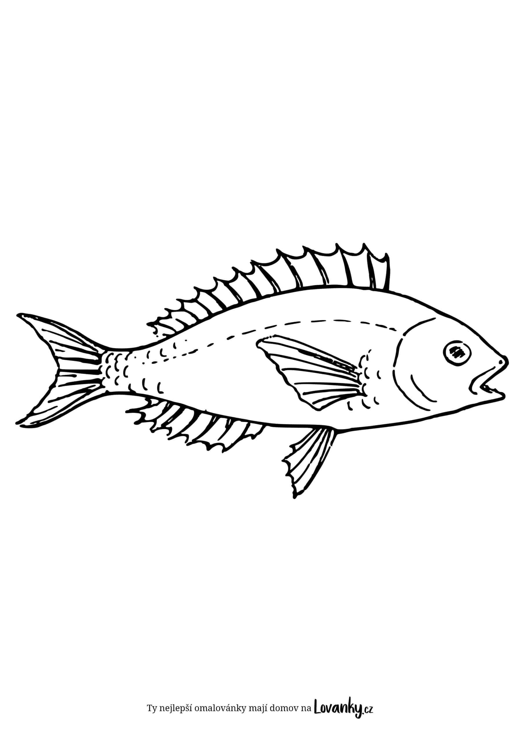 Mořská ryba omalovánky