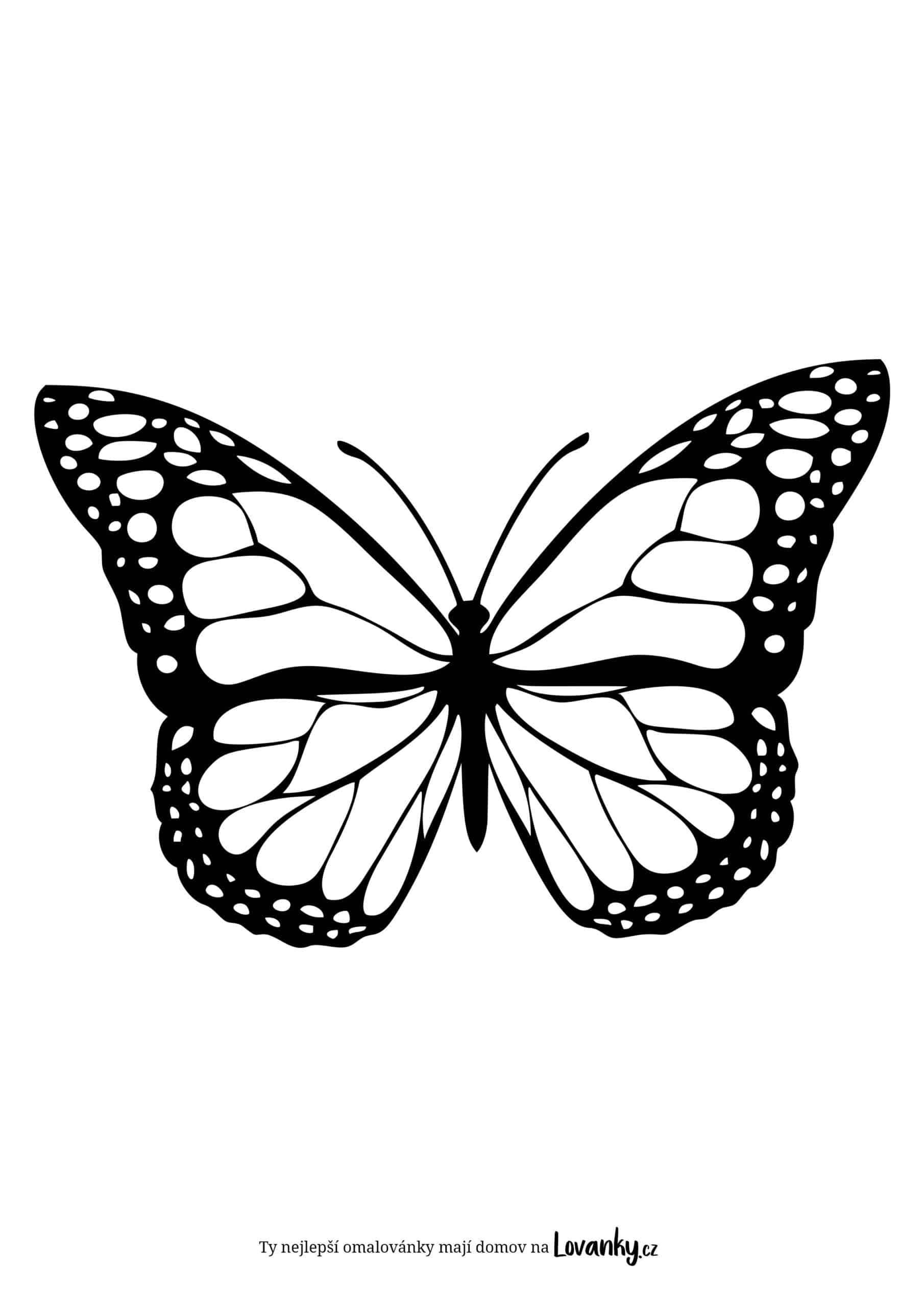 Motýl babočka omalovánky