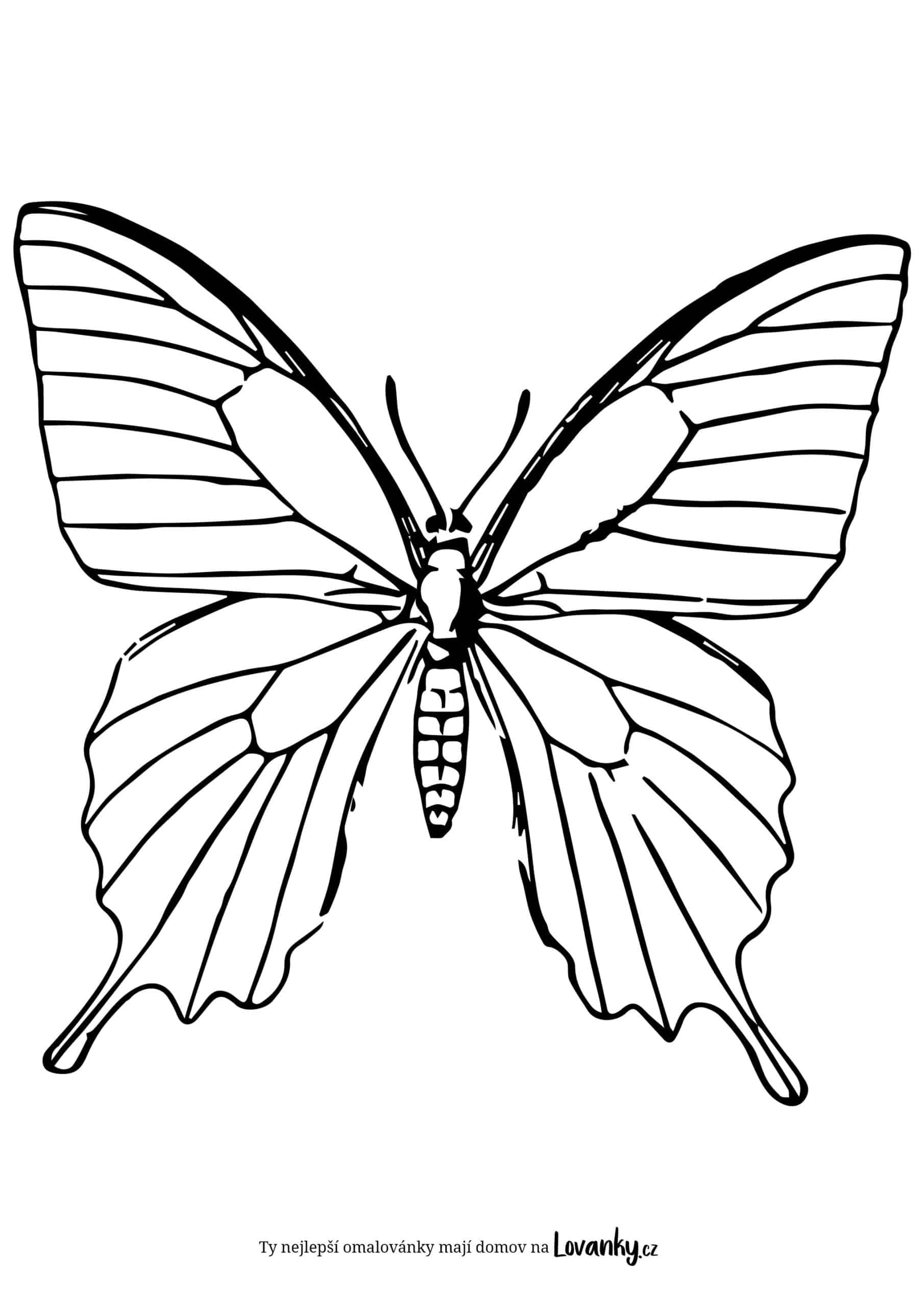 Motýl omalovánky