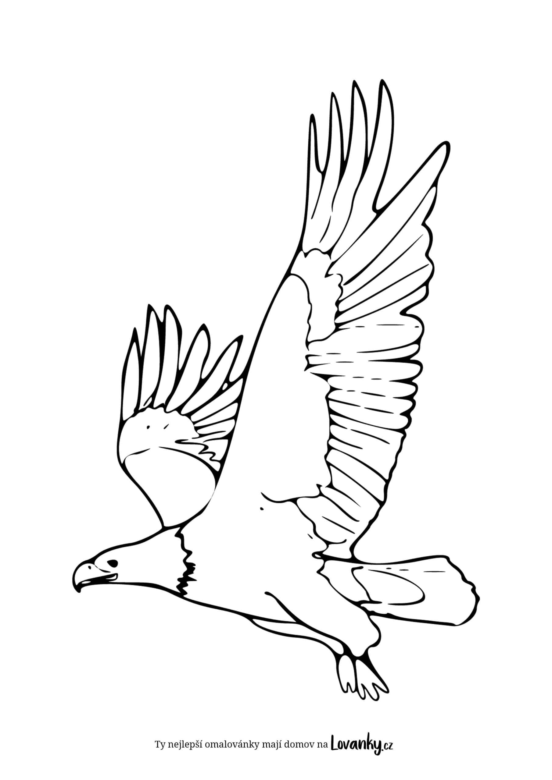 Orel v letu omalovánky