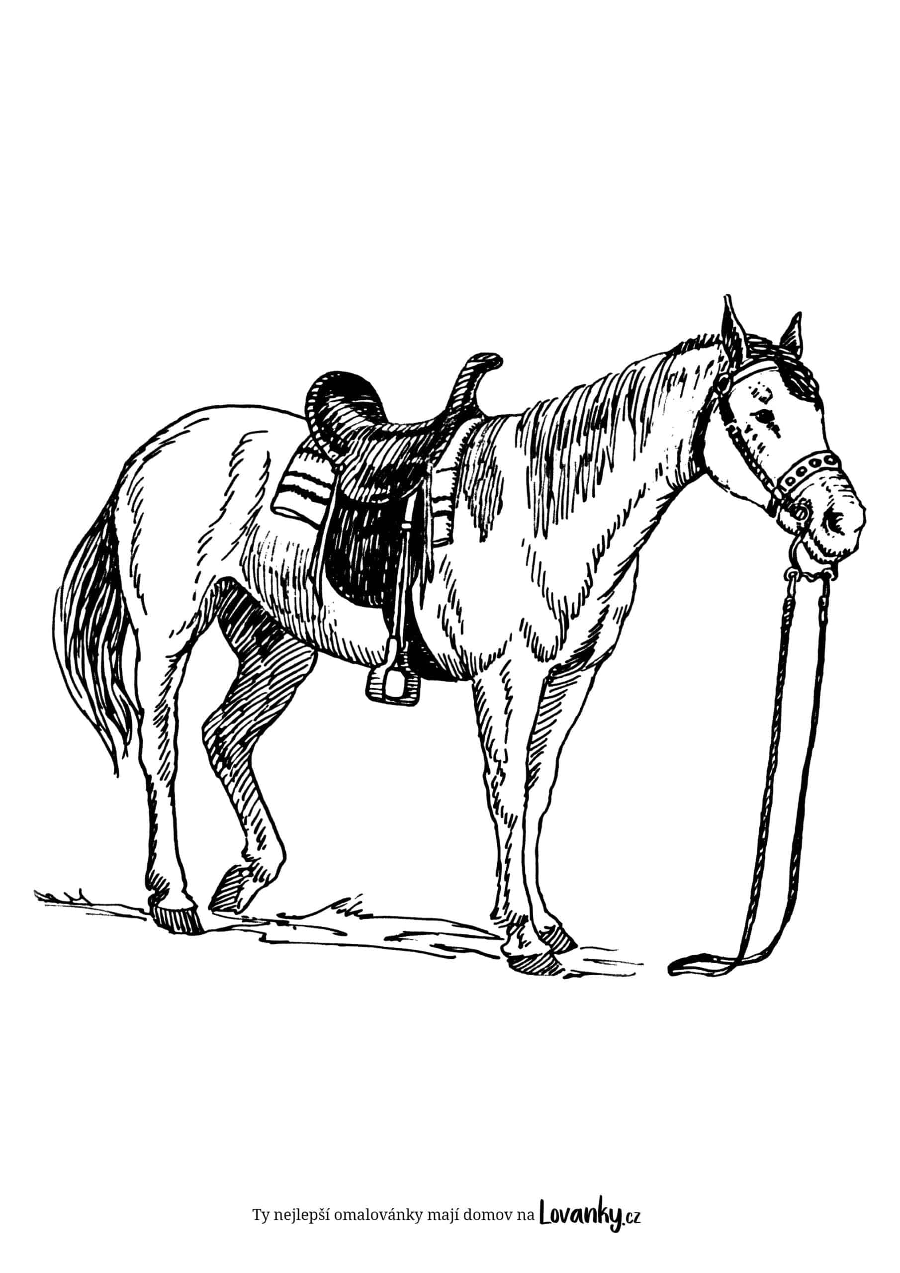 osedlaný kůň omalovánky