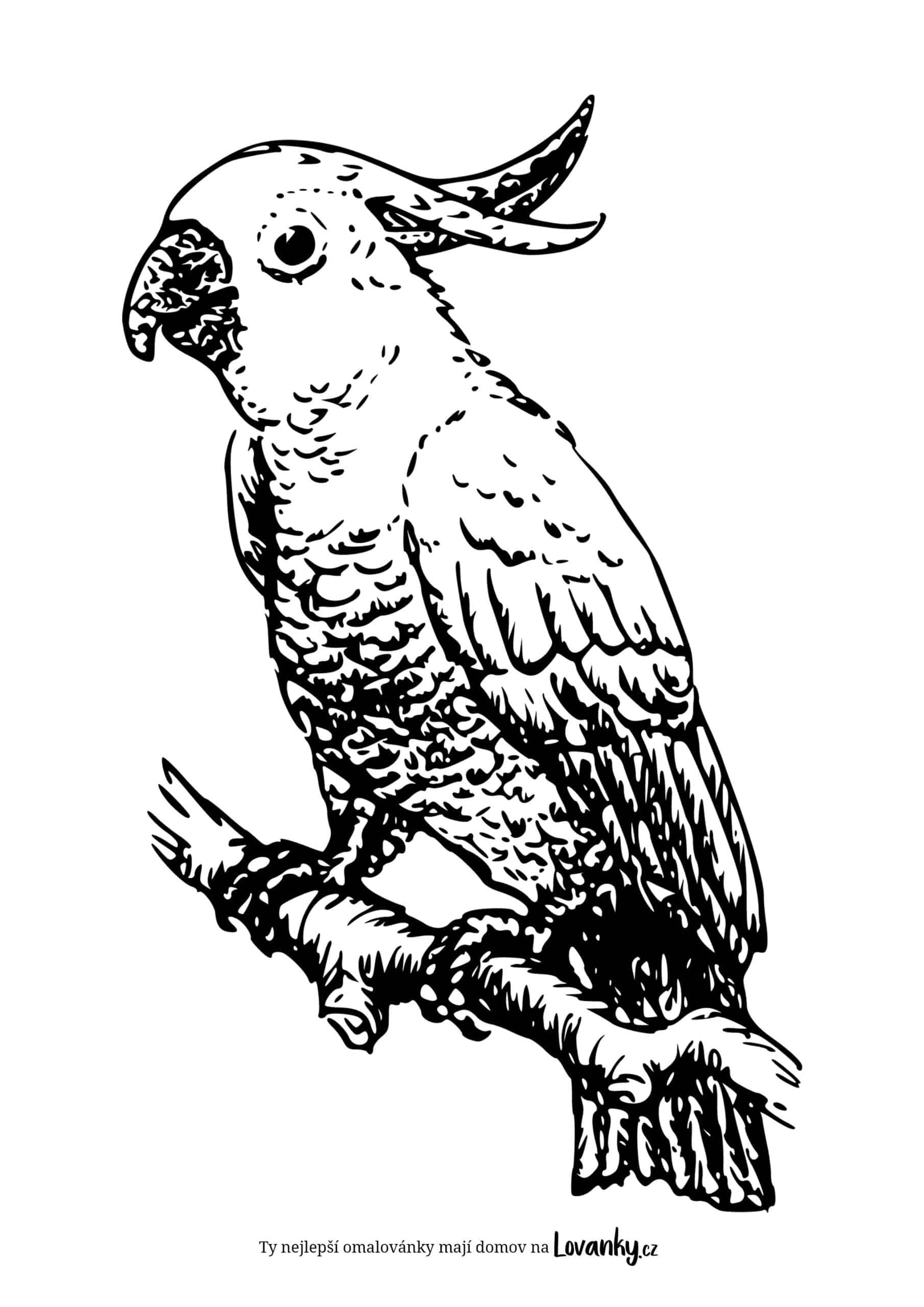 Papoušek korela omalovánky