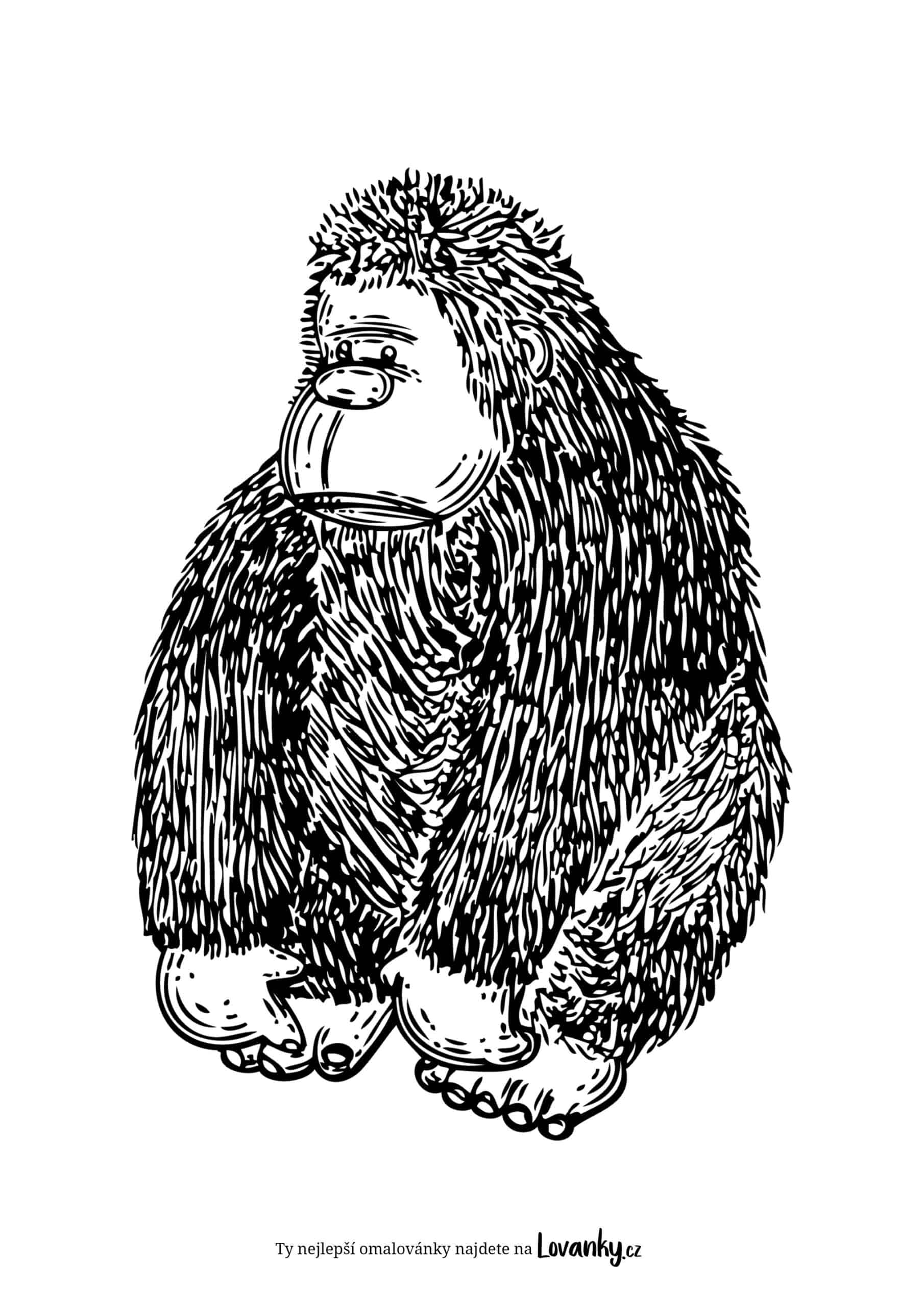 plyšová gorila omalovánky
