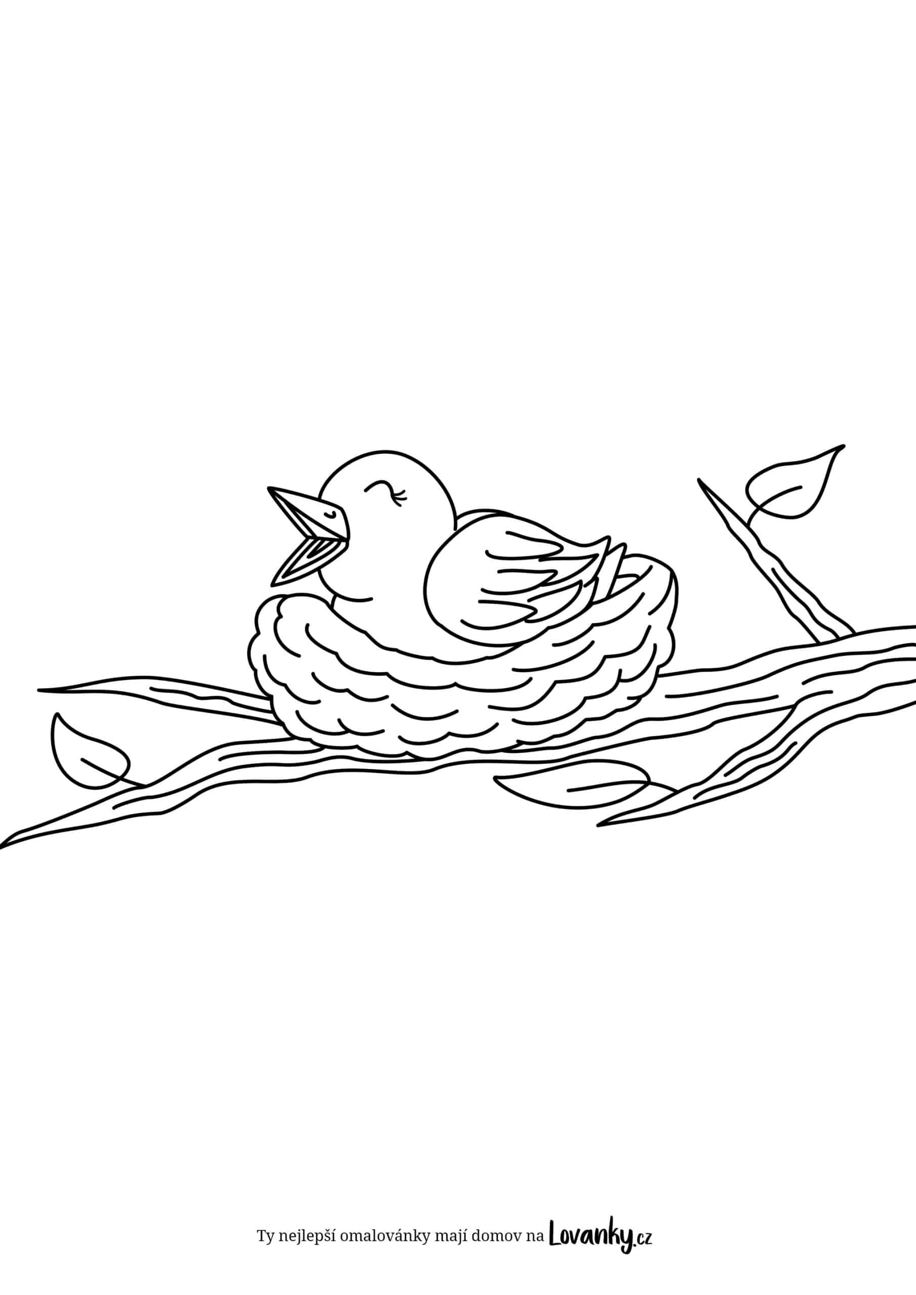 Pták v hnízdě omalovánky
