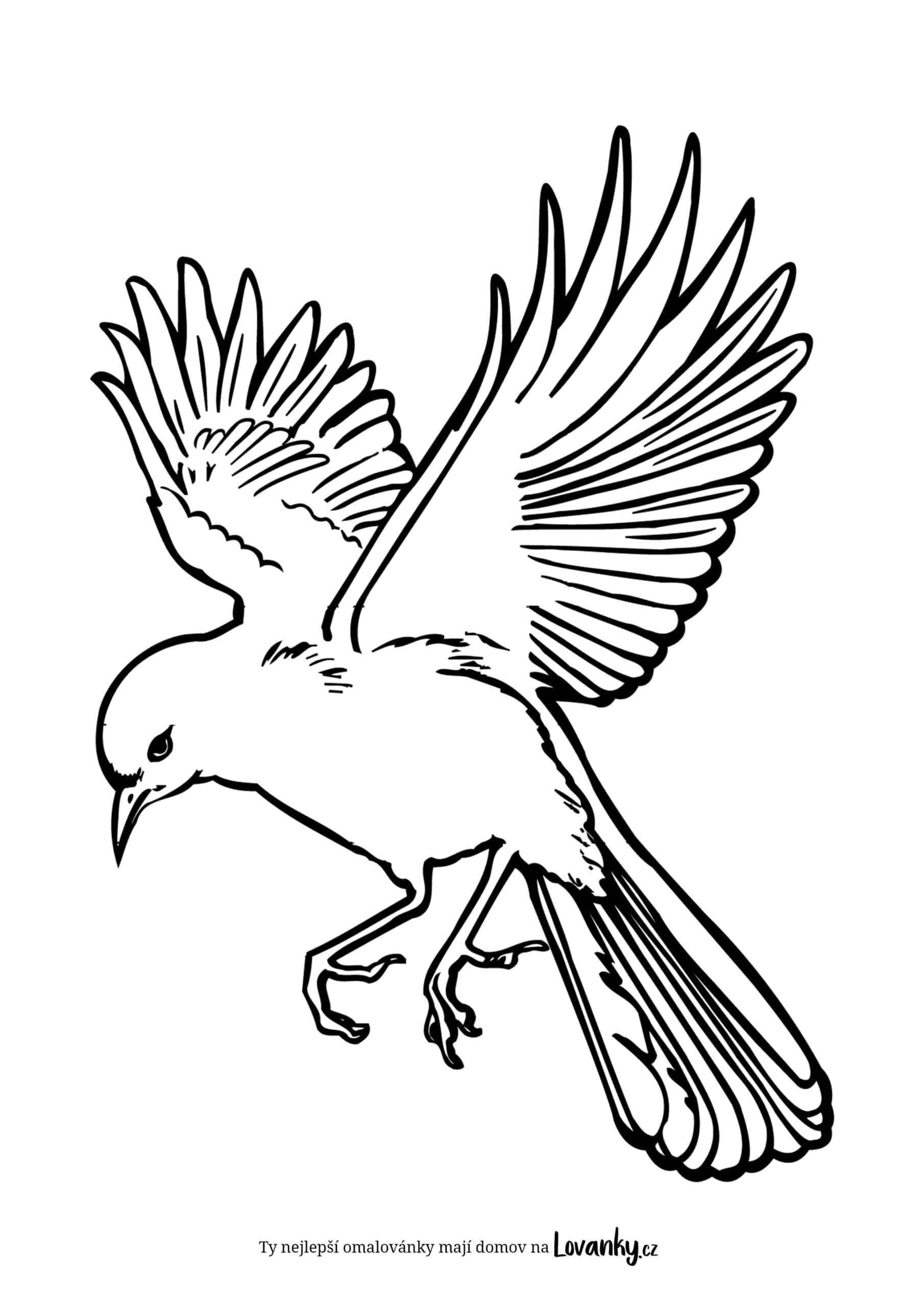 Pták v letu omalovánky