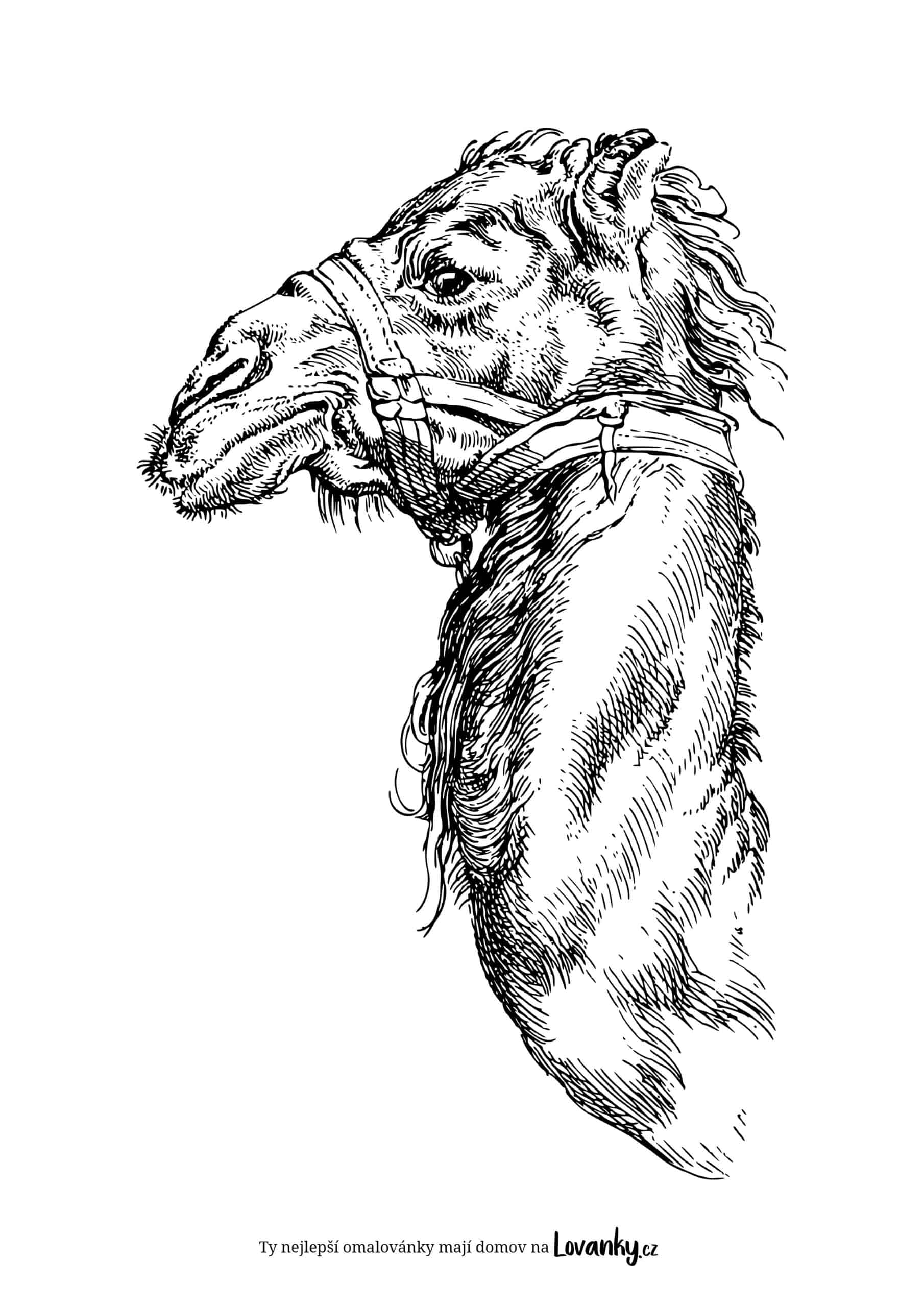 Realistická hlava velblouda omalovánky