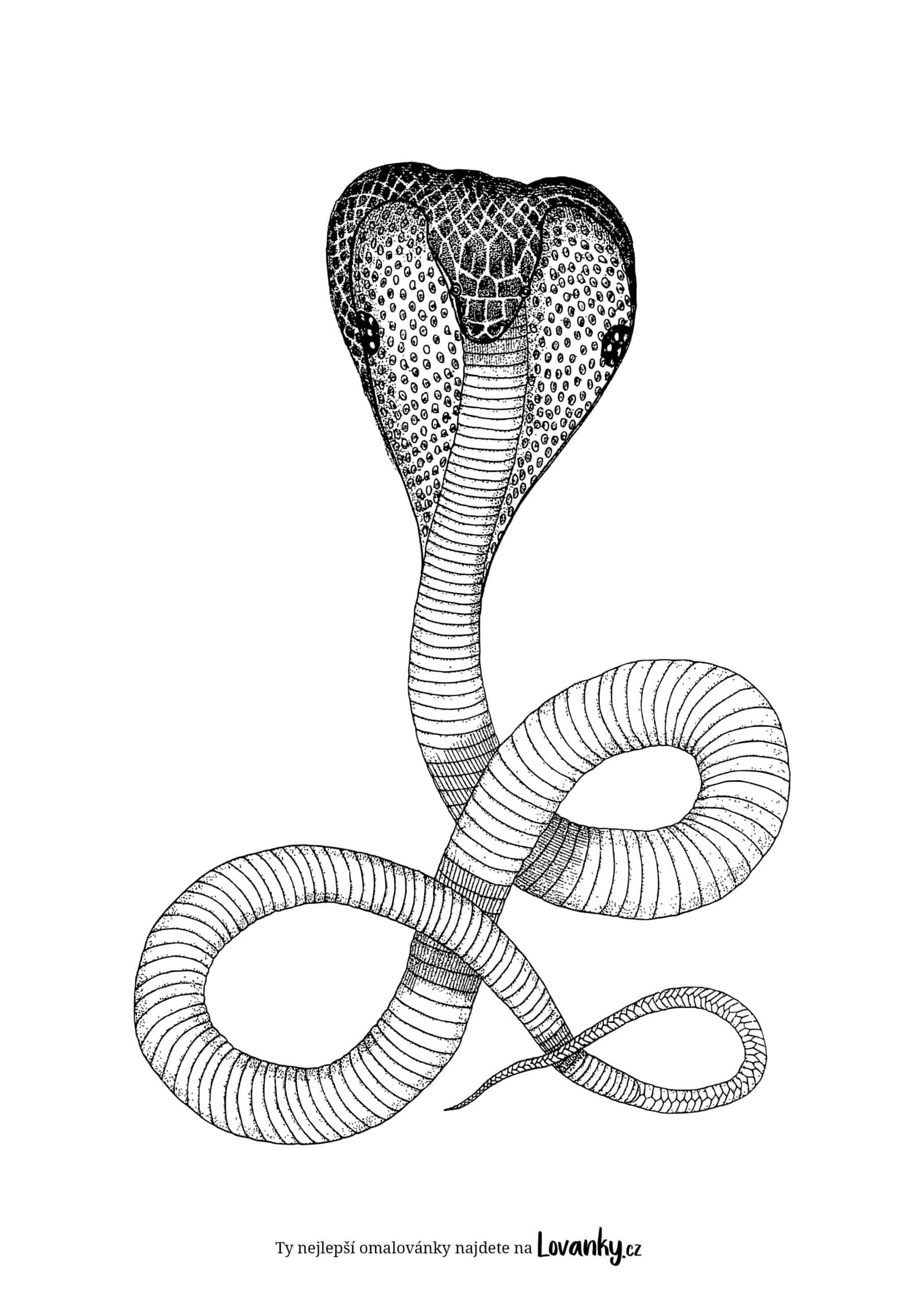 Realistická kobra omalovánky