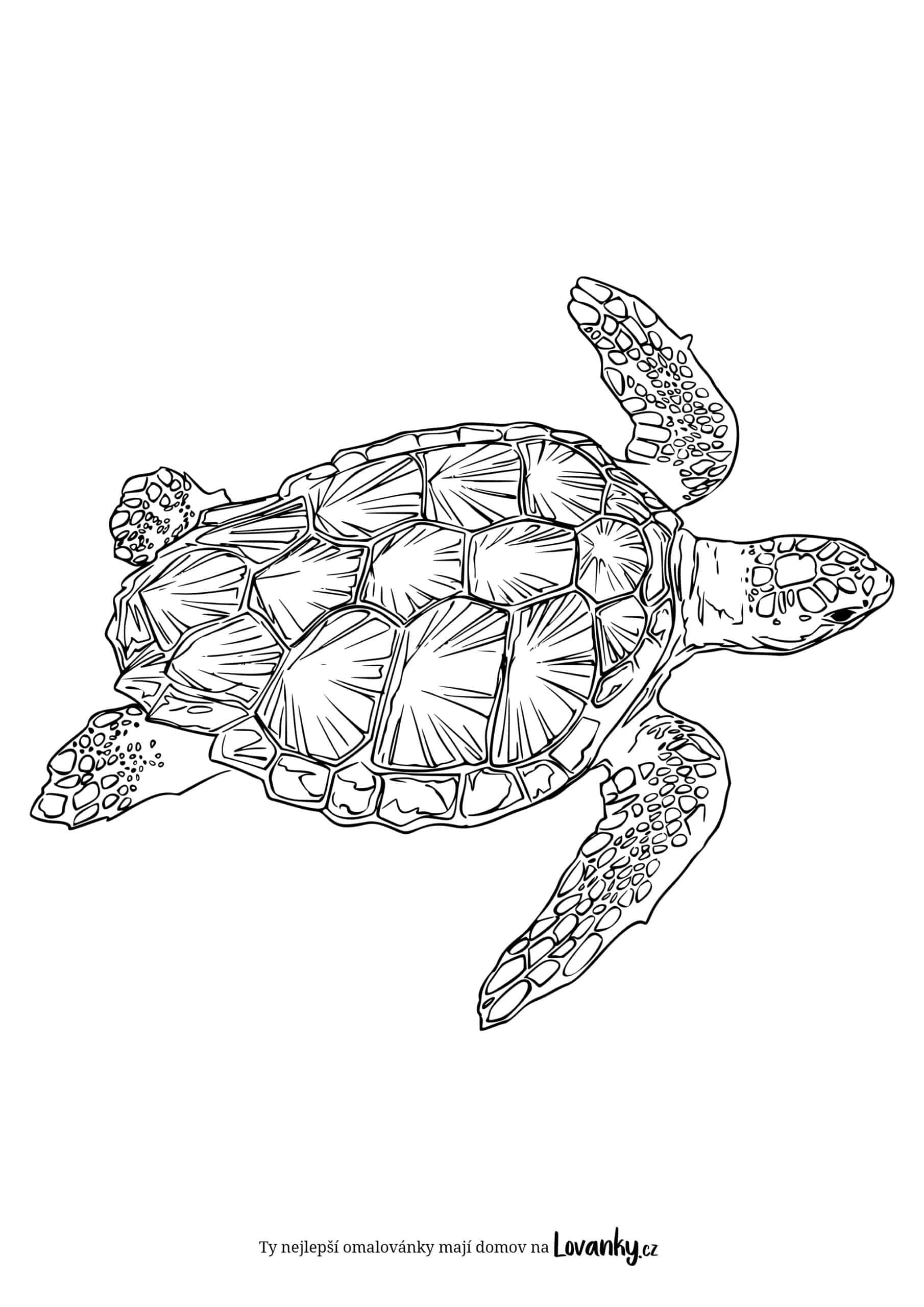 Realistická mořská želva omalovánky