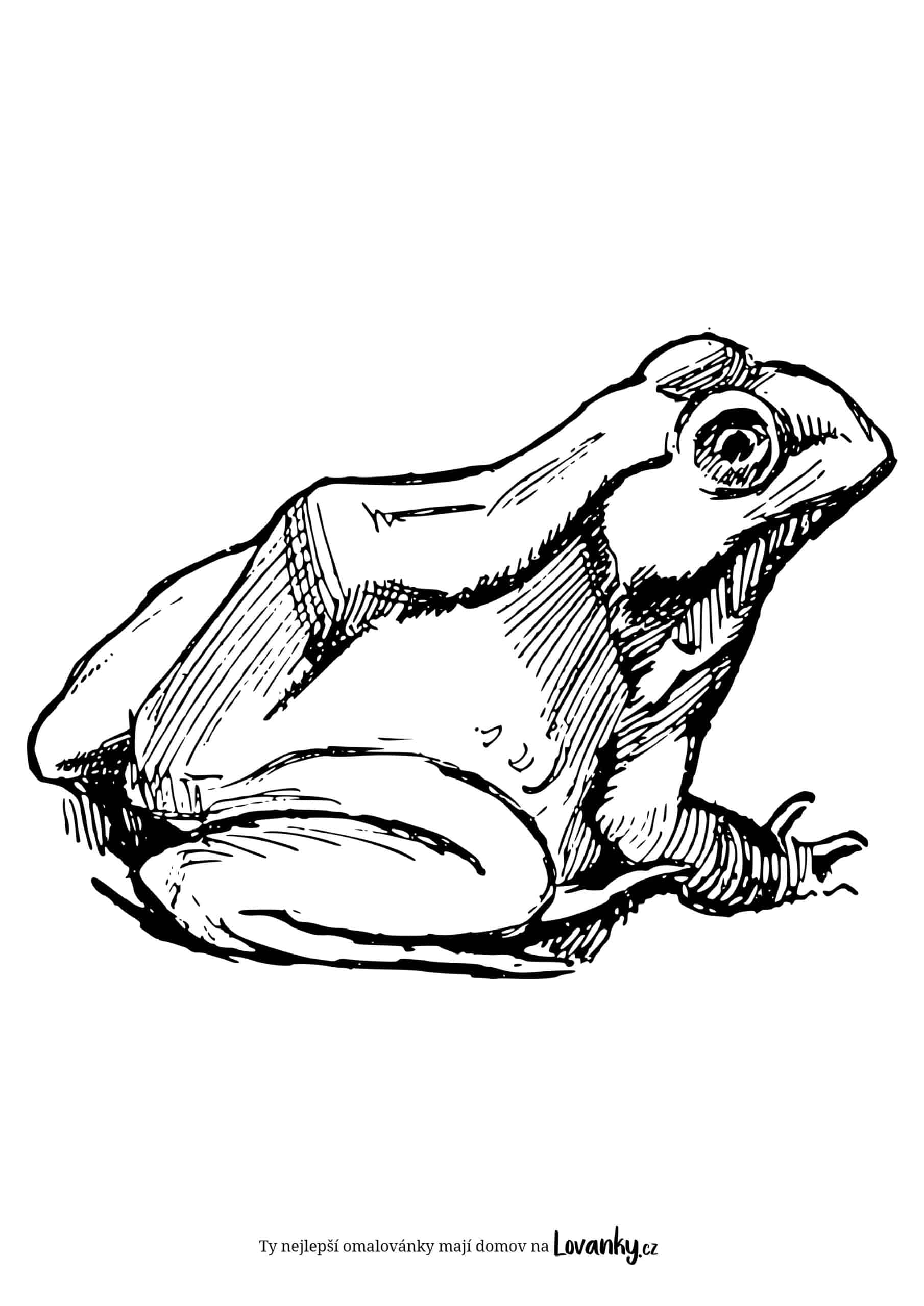 Realistická žába omalovánky