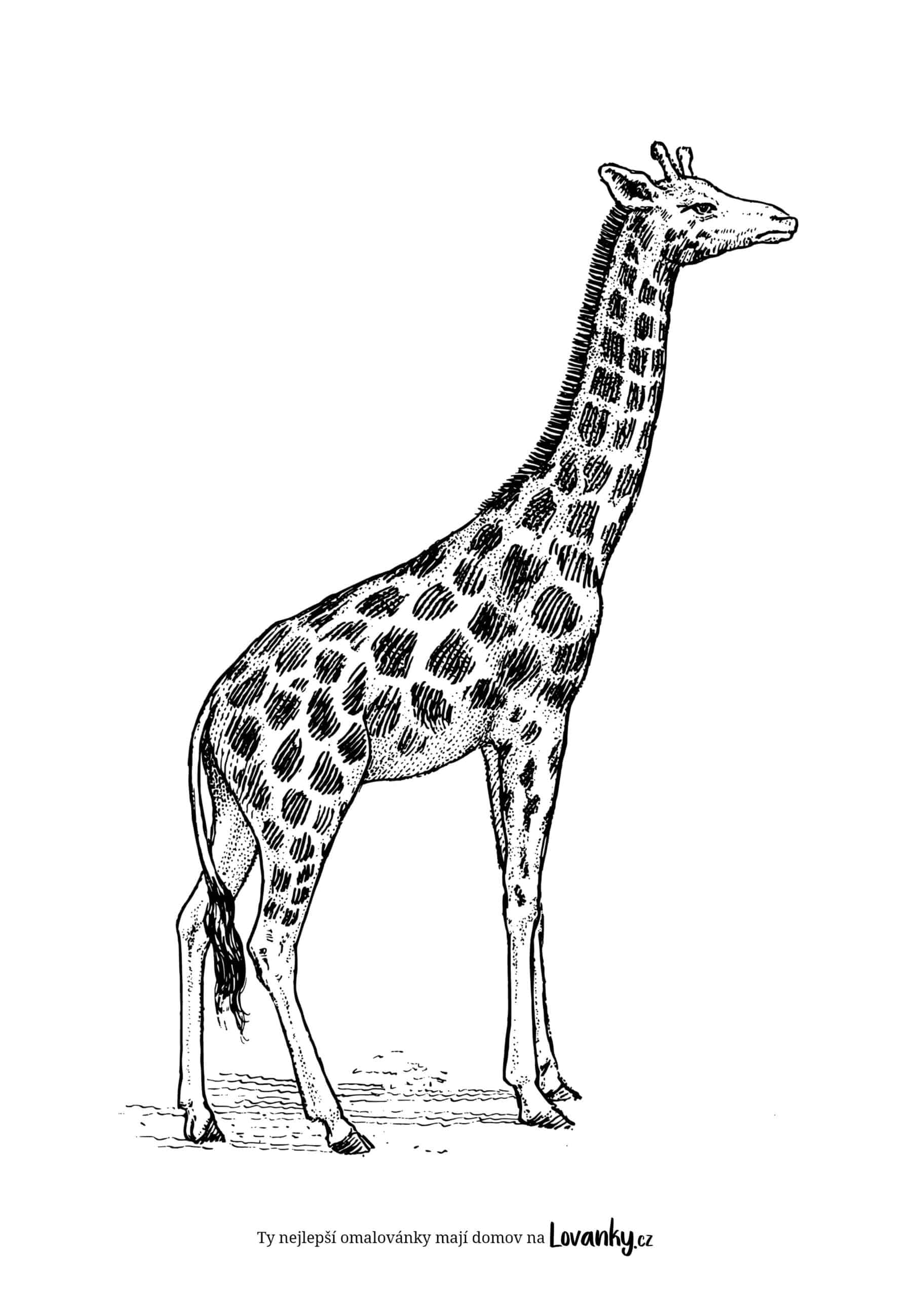 Realistická žirafa omalovánky