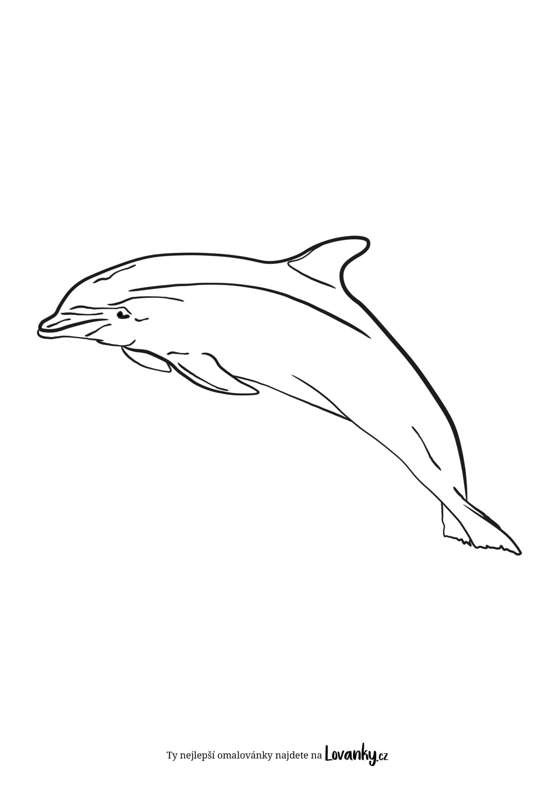 Realistický delfín omalovánky