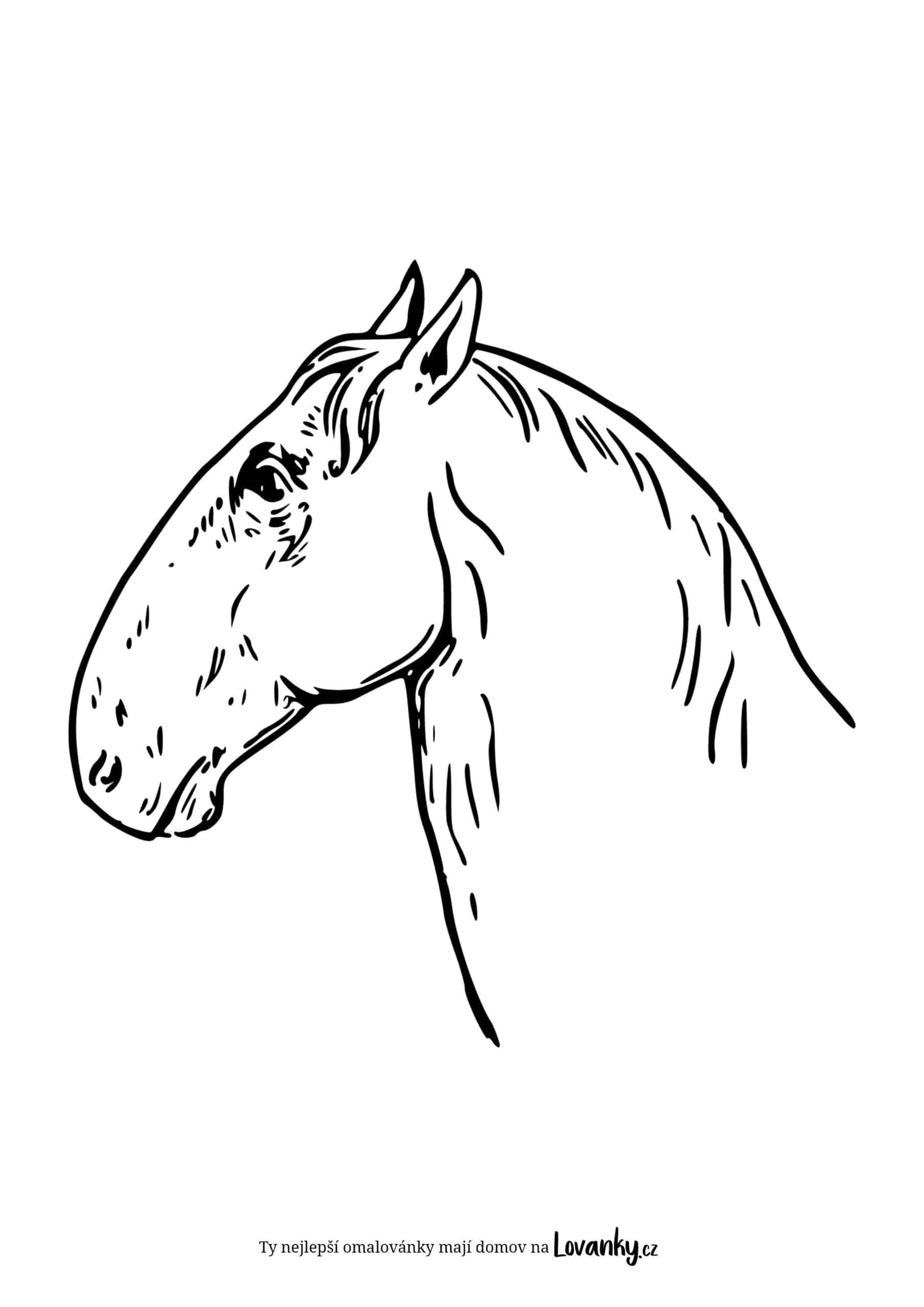 realistický kůň hlava omalovánky