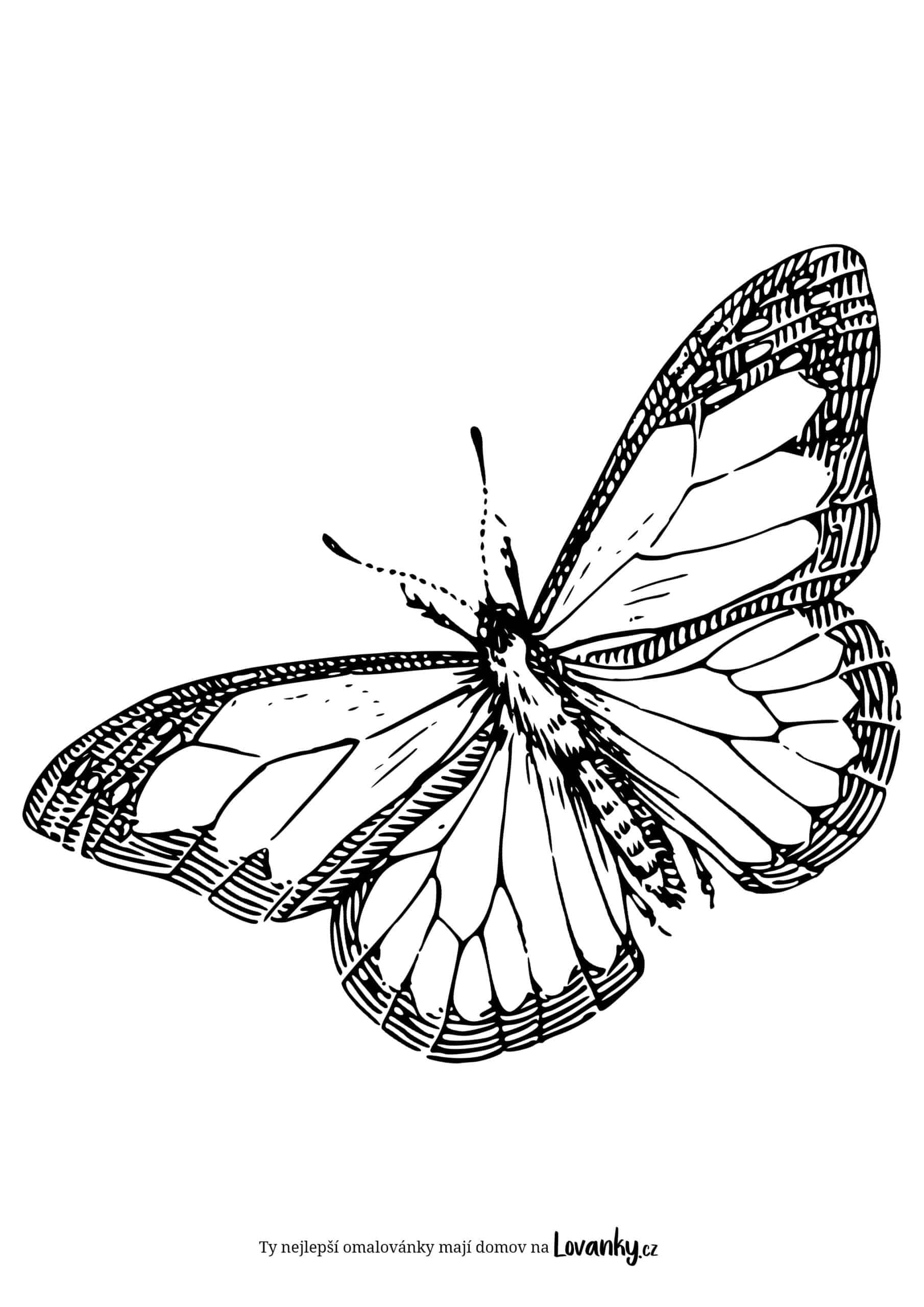 Realistický motýl omalovánky