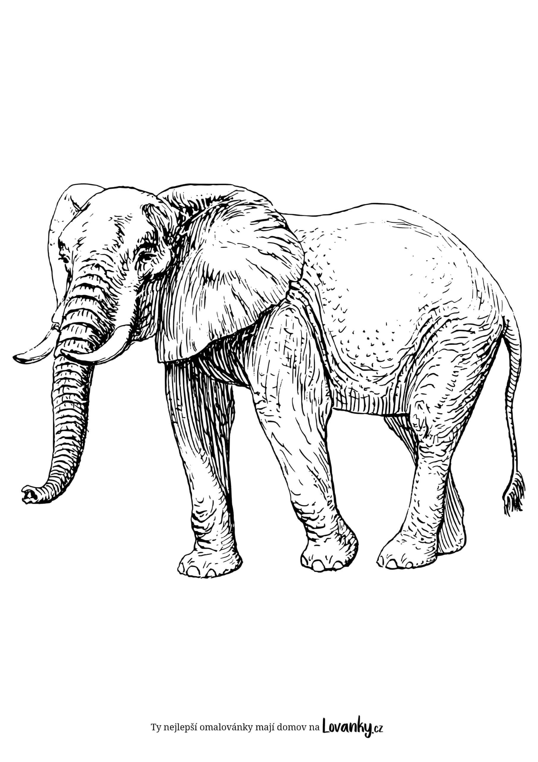 Realistický slon omalovánky