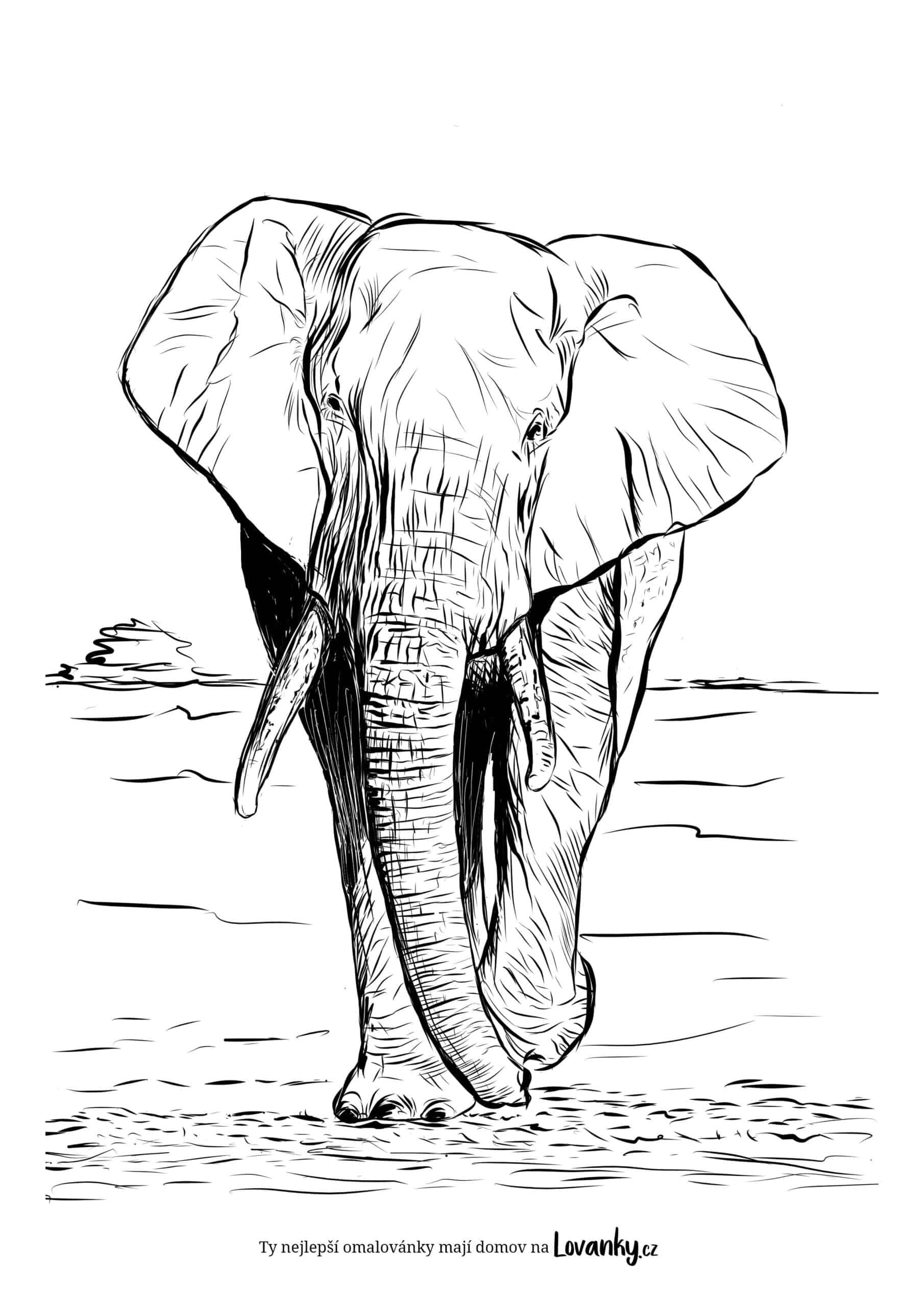 Realistický slon v savaně omalovánky