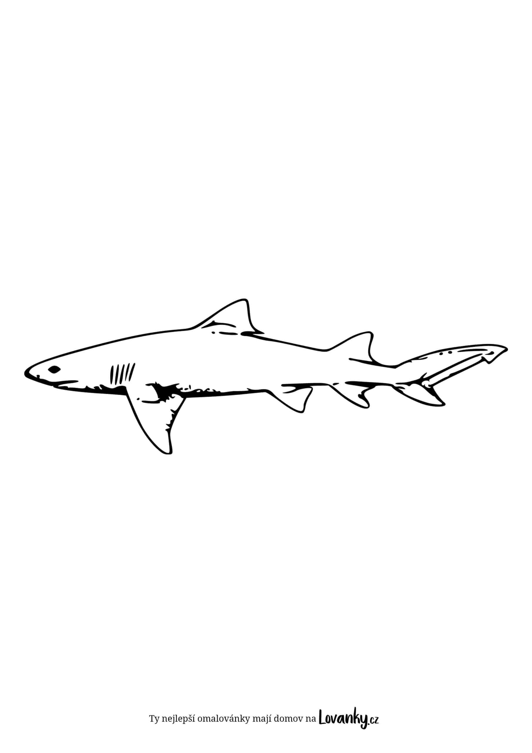 Realistický žralok omalovánky