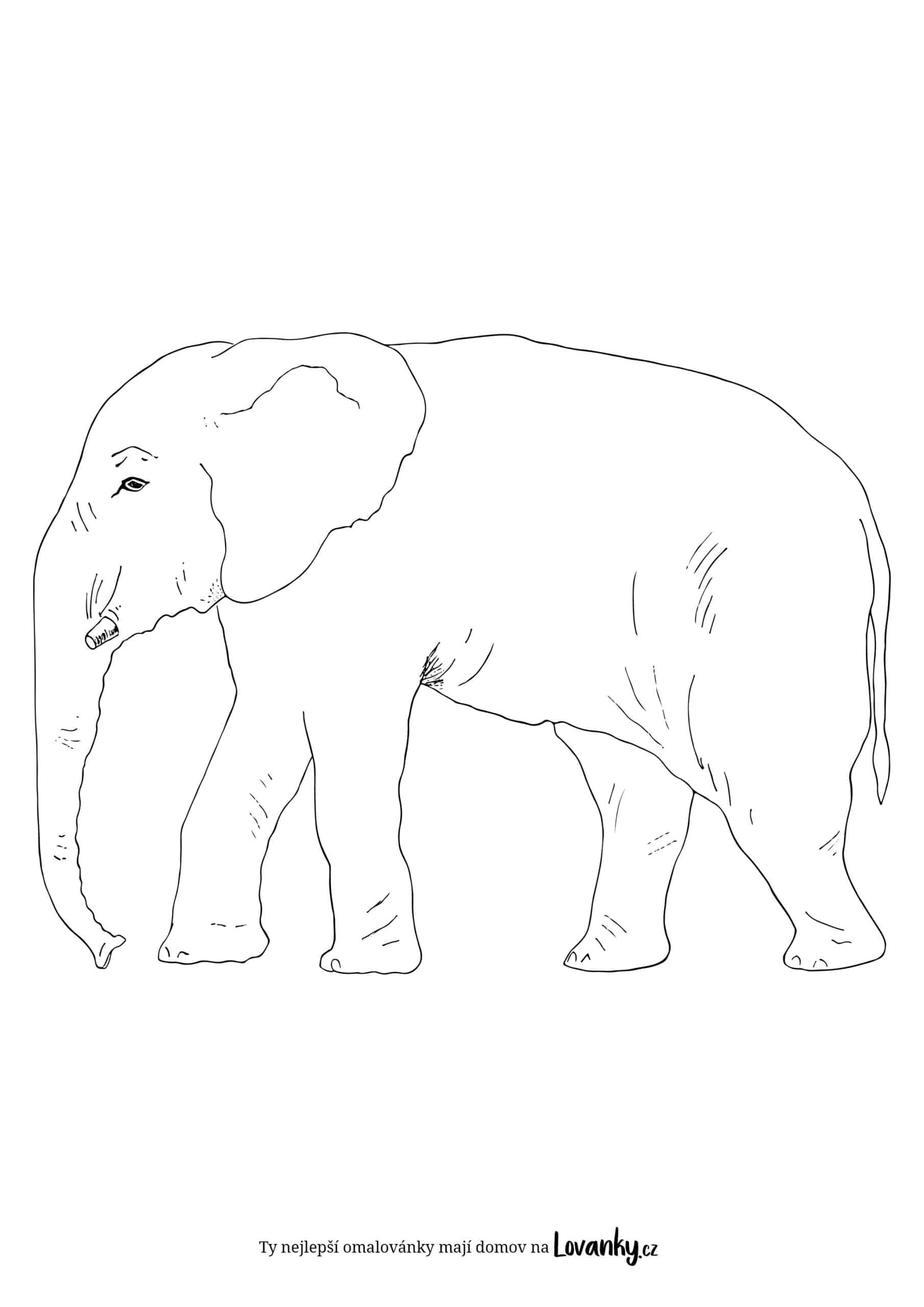 Slon z boku omalovánky