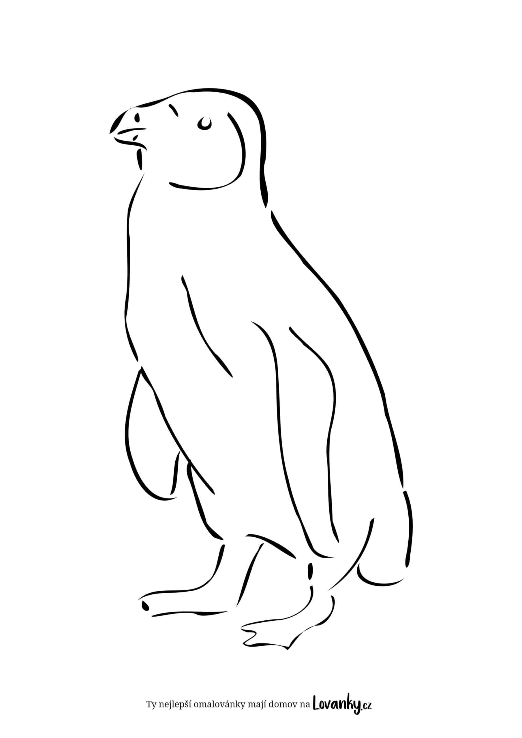 Tučňák omalovánky