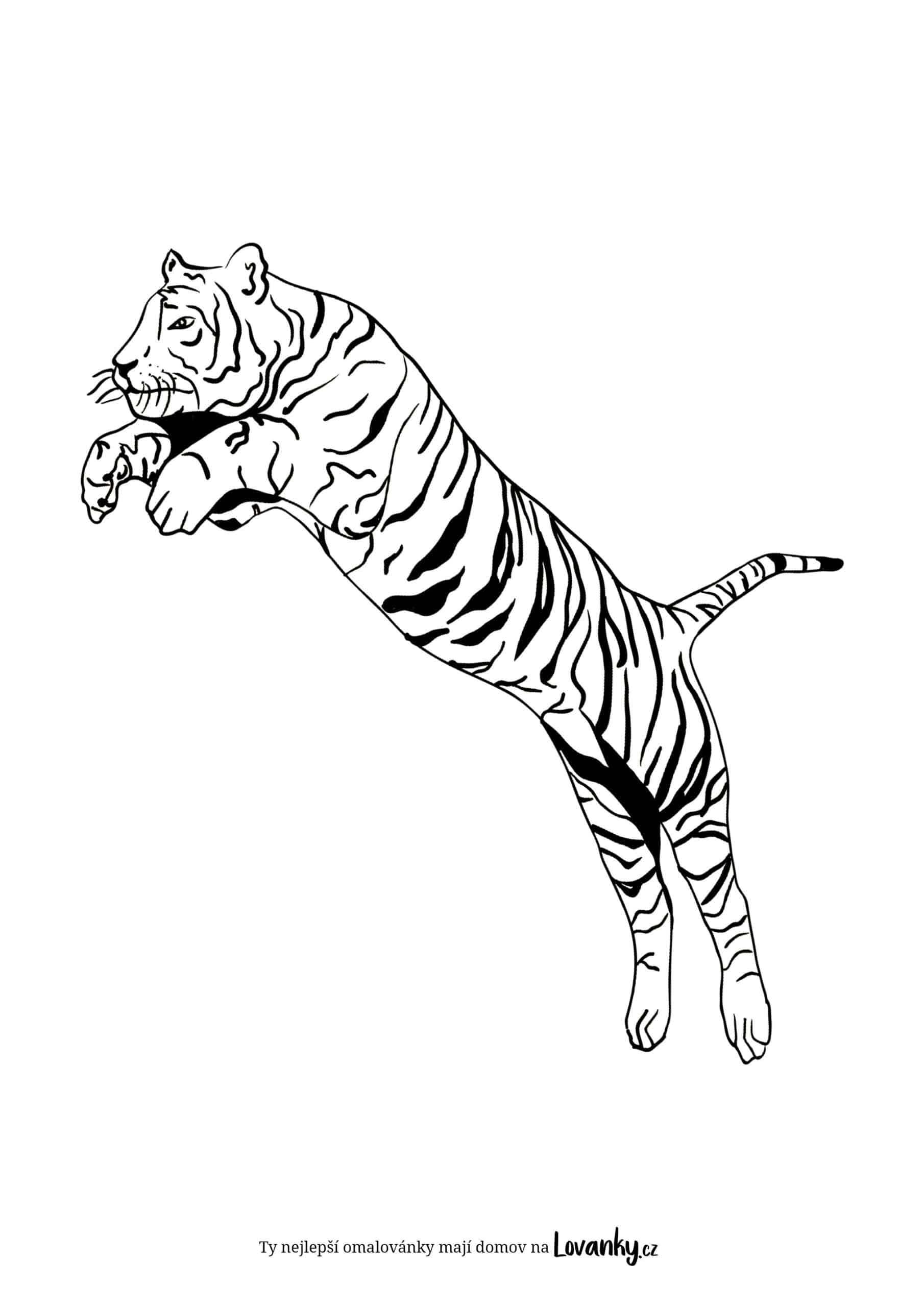 Tygr ve výskoku omalovánky