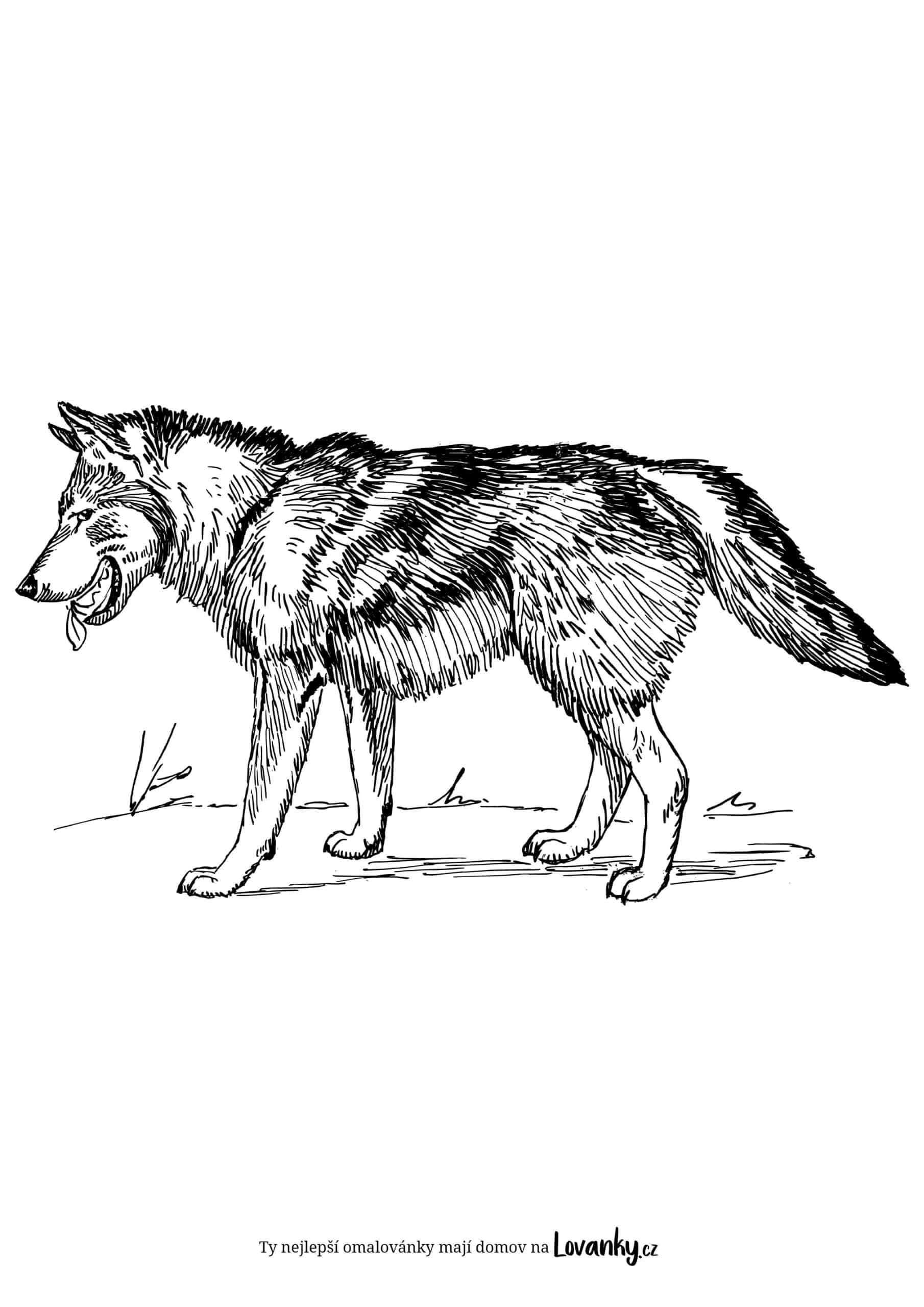 Vlk na lovu omalovánky