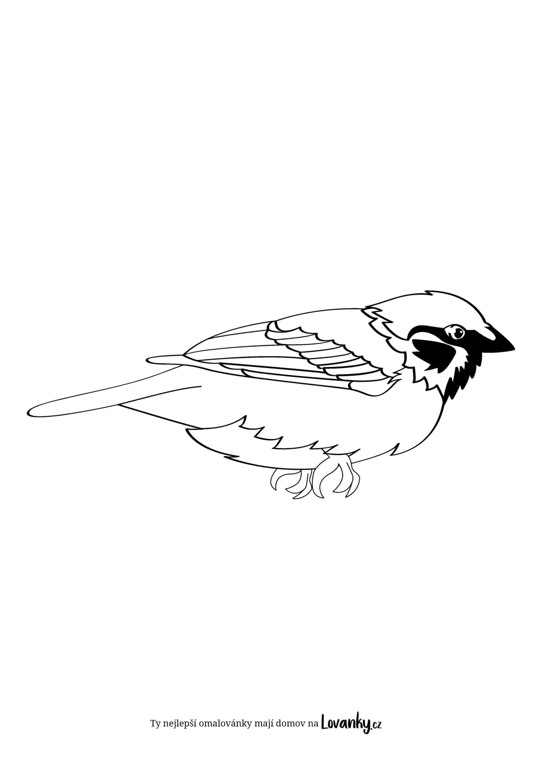 Vrabčák omalovánky