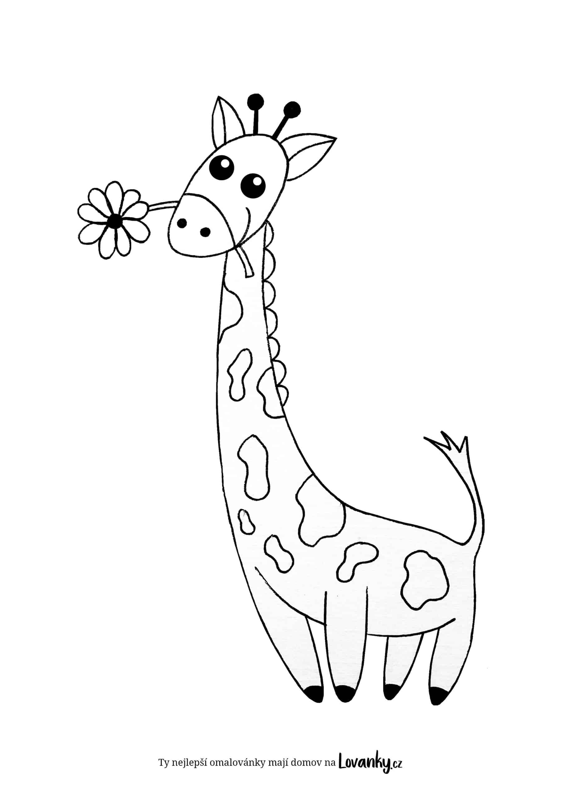 Žirafa s kytkou omalovánky