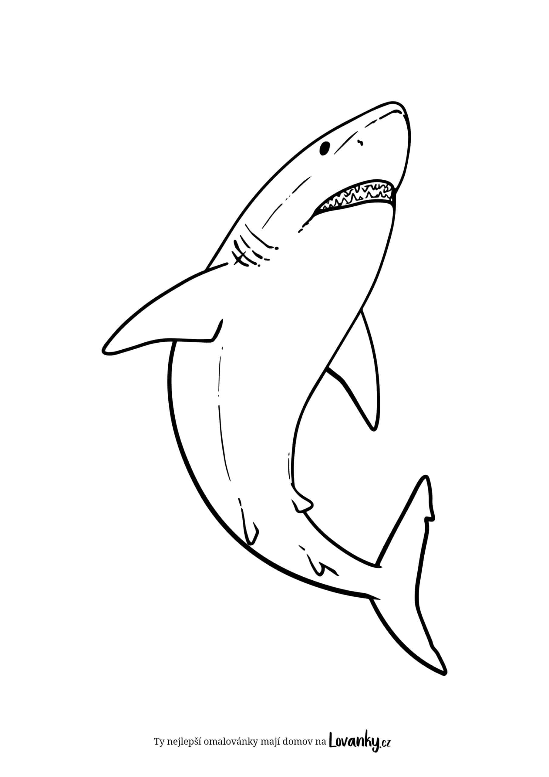 Žralok na lovu omalovánky