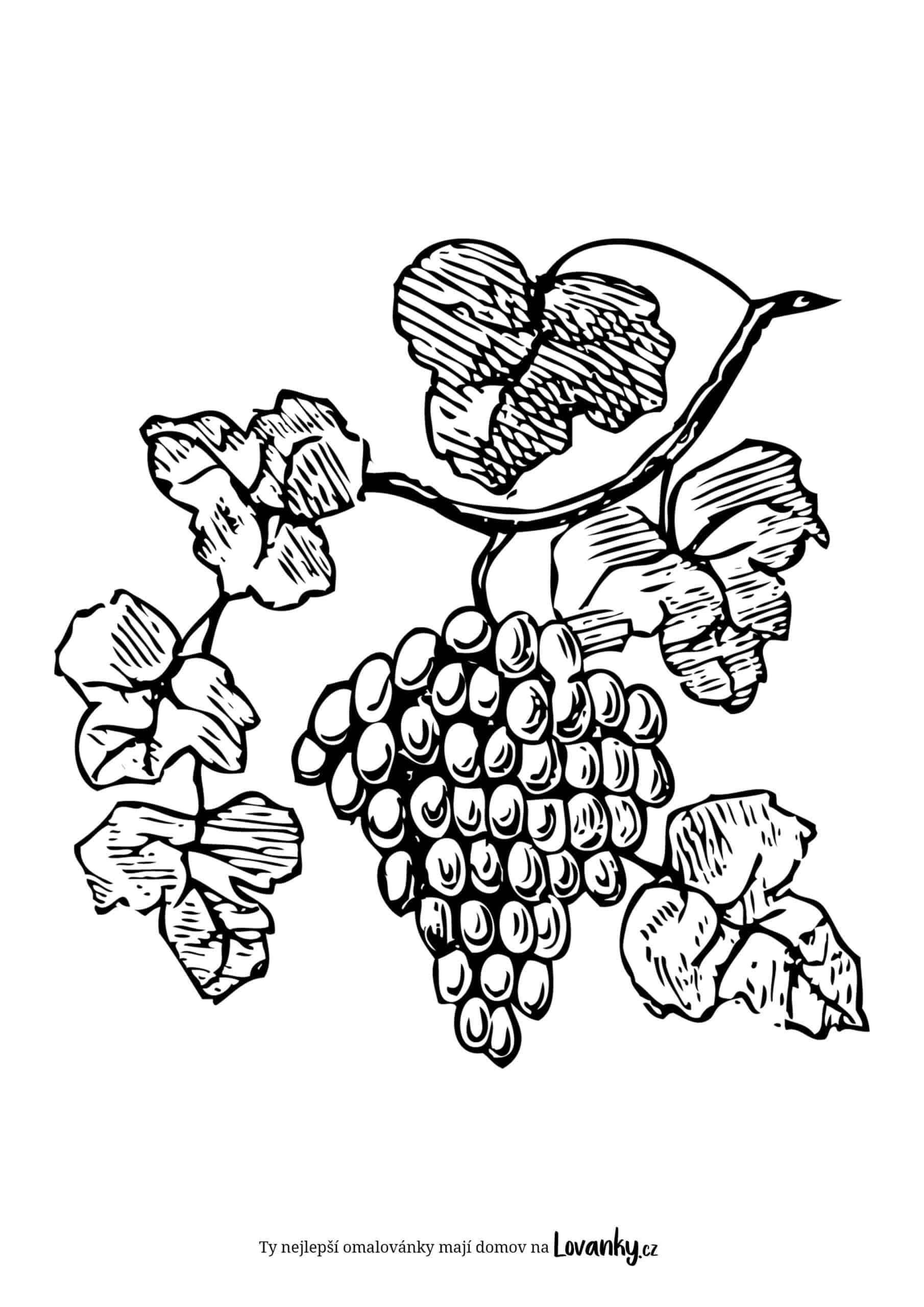 Hroznové víno omalovánky
