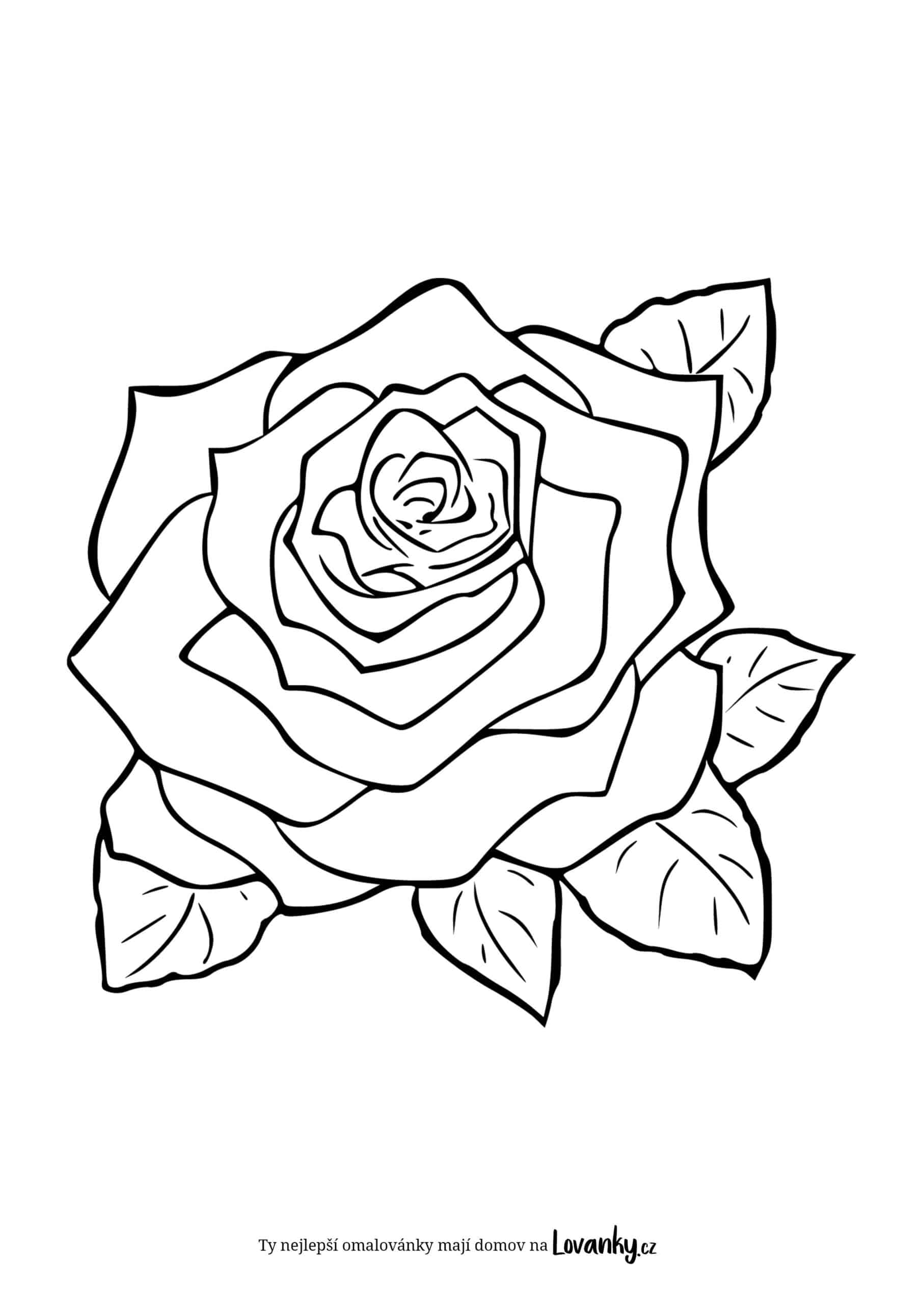 Květ růže omalovánky